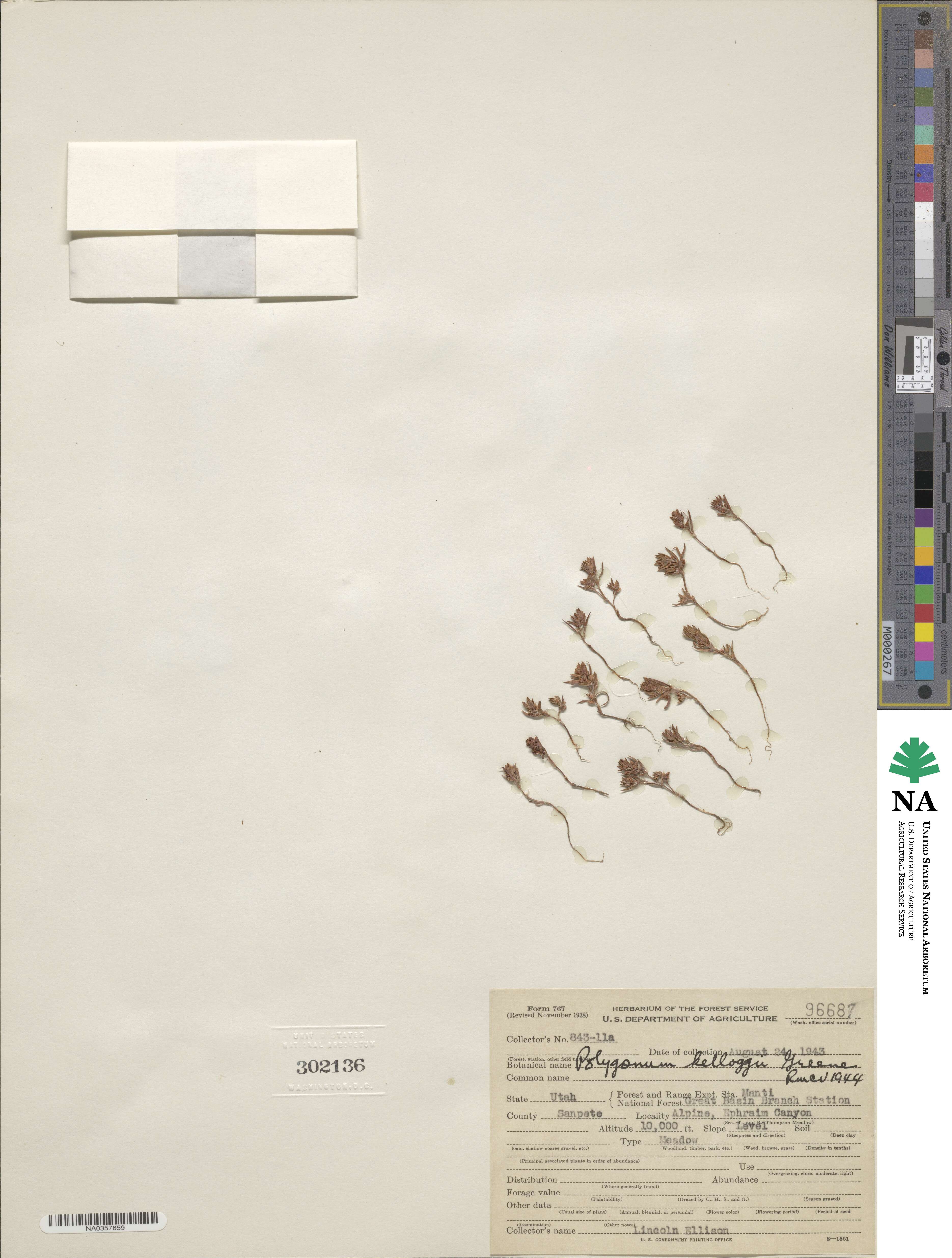 Polygonum kelloggii image