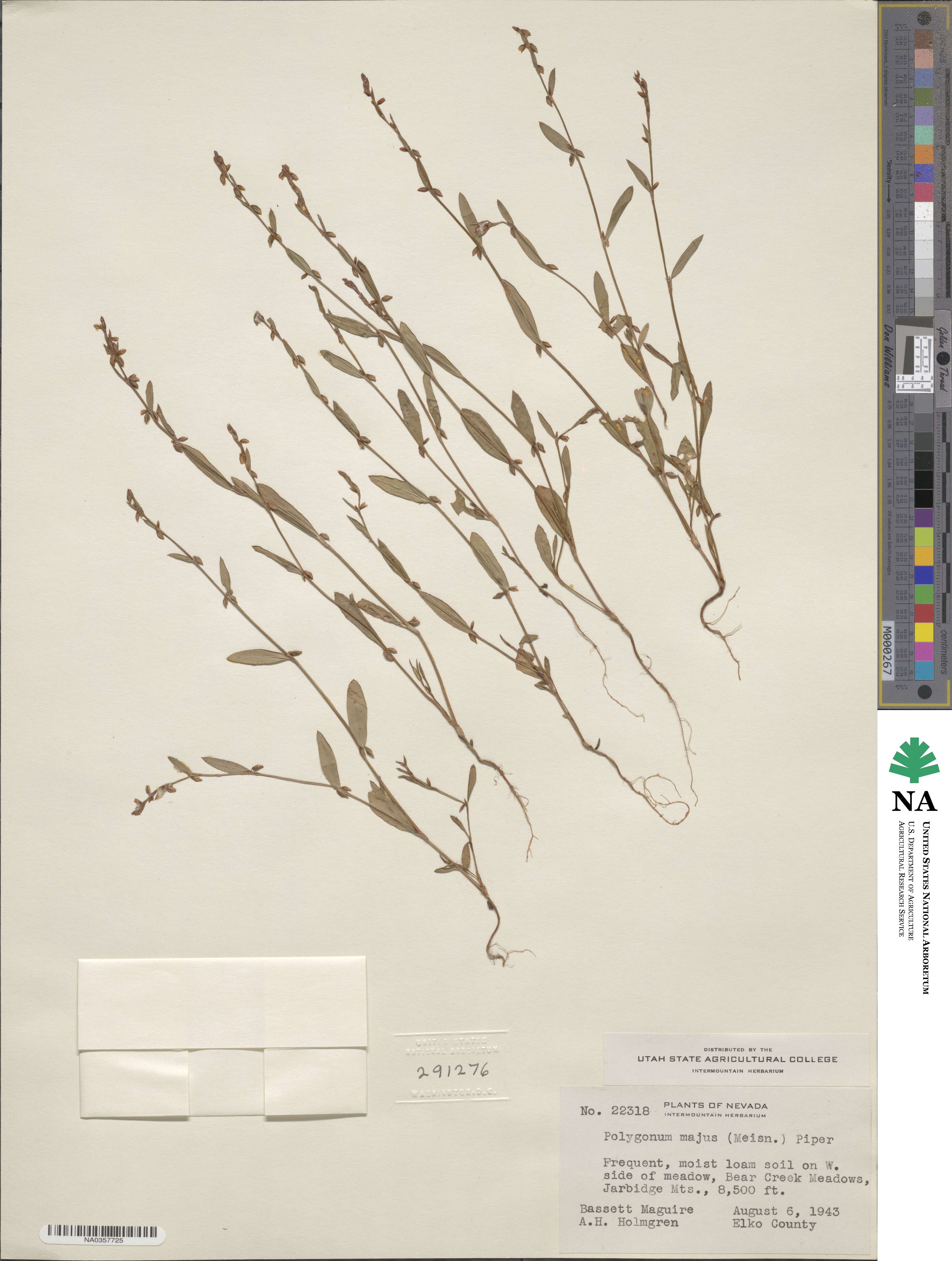 Polygonum majus image