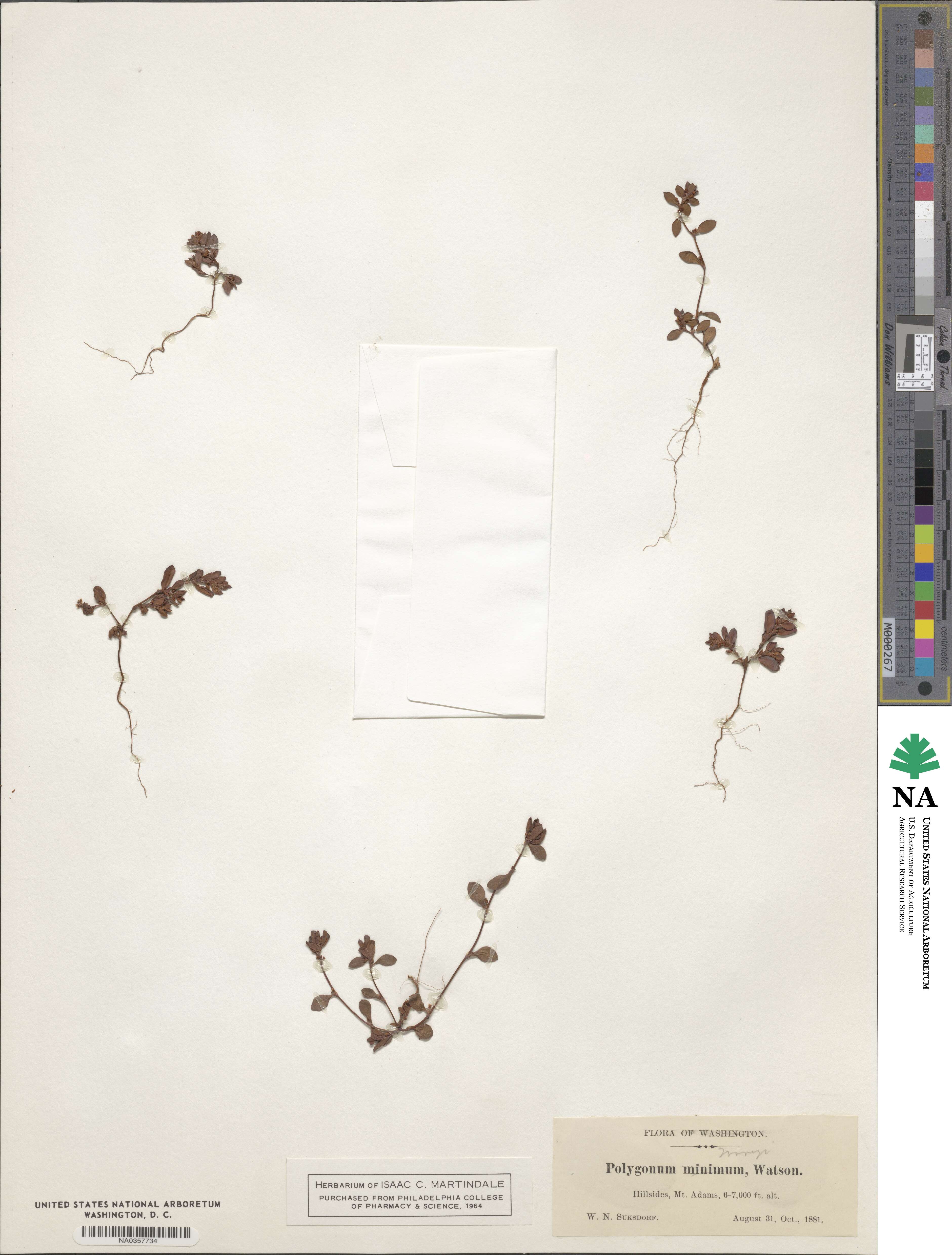 Polygonum minimum image