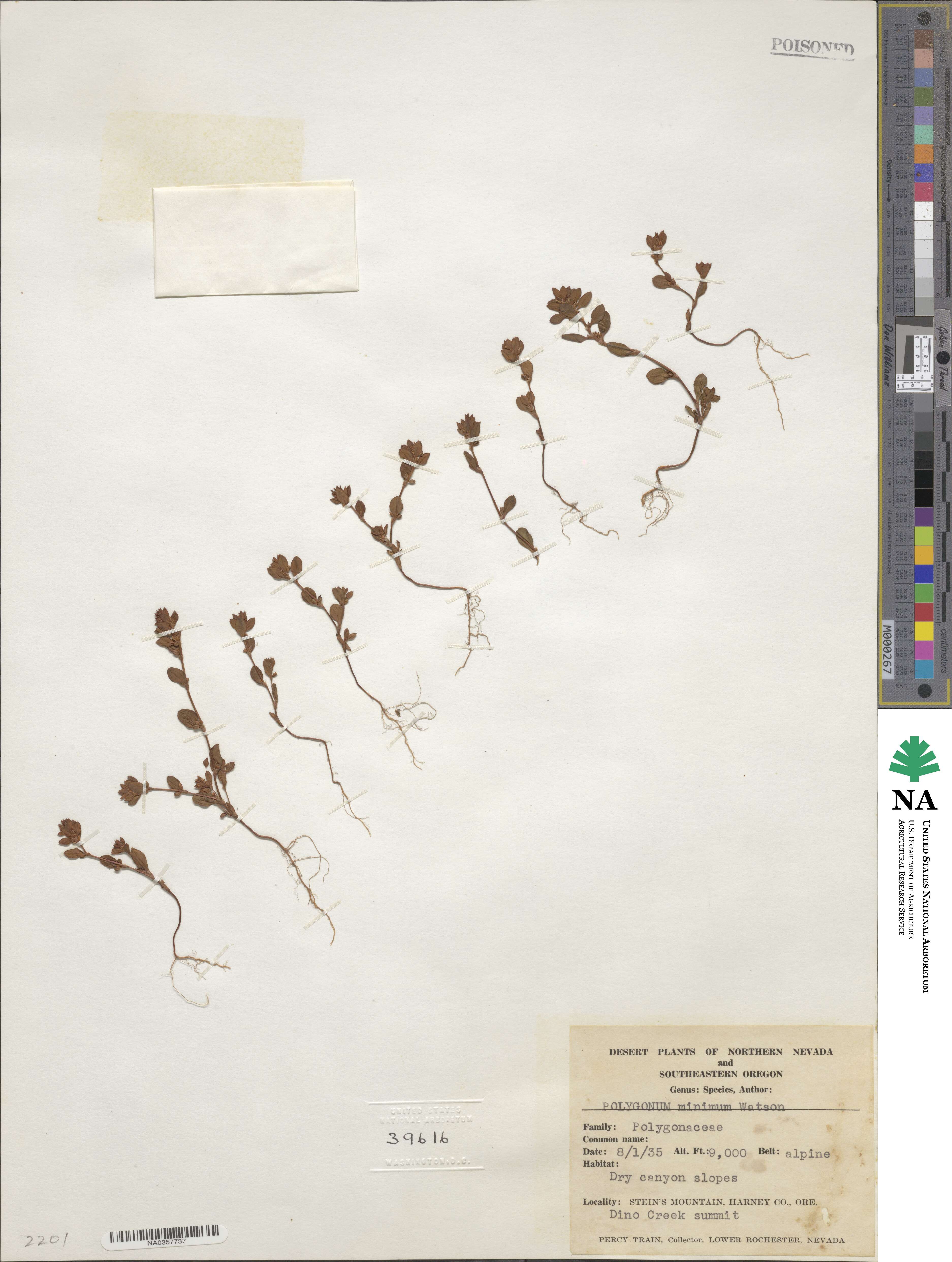 Polygonum minimum image
