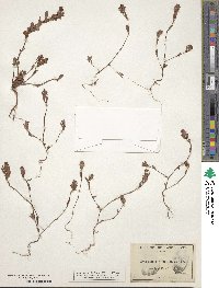 Image of Koenigia filicaulis