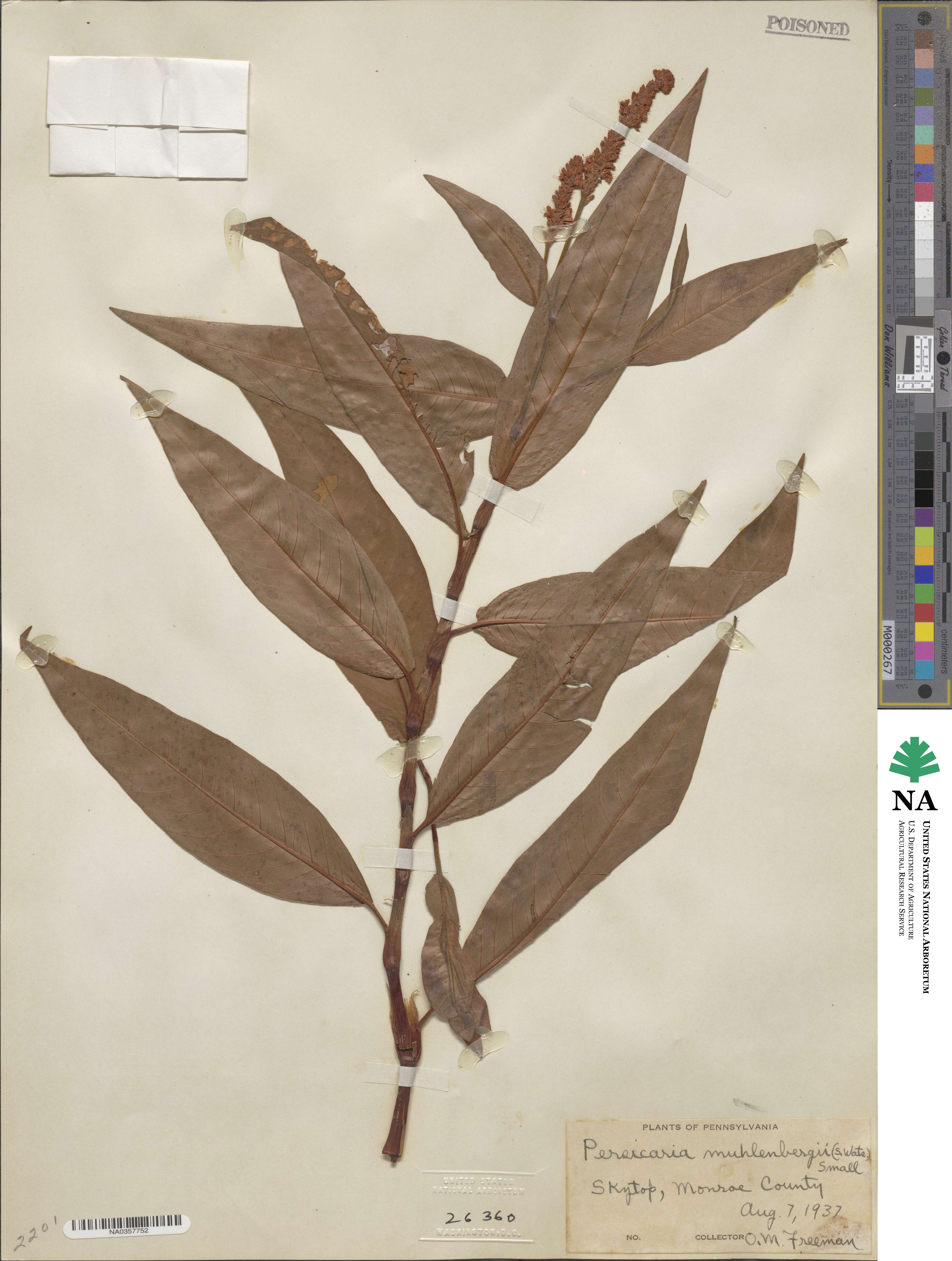 Persicaria amphibia var. emersa image