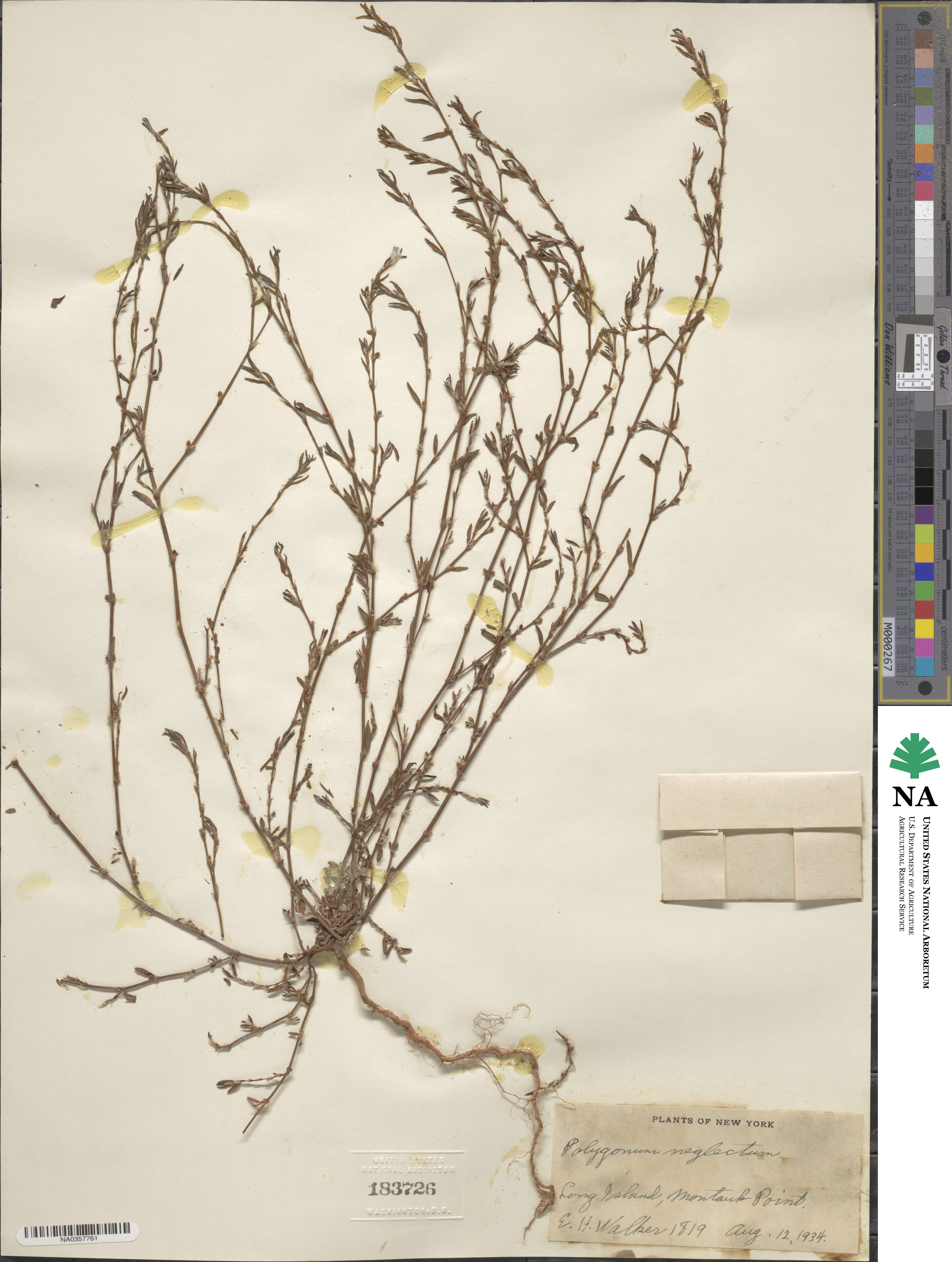 Polygonum aviculare subsp. neglectum image