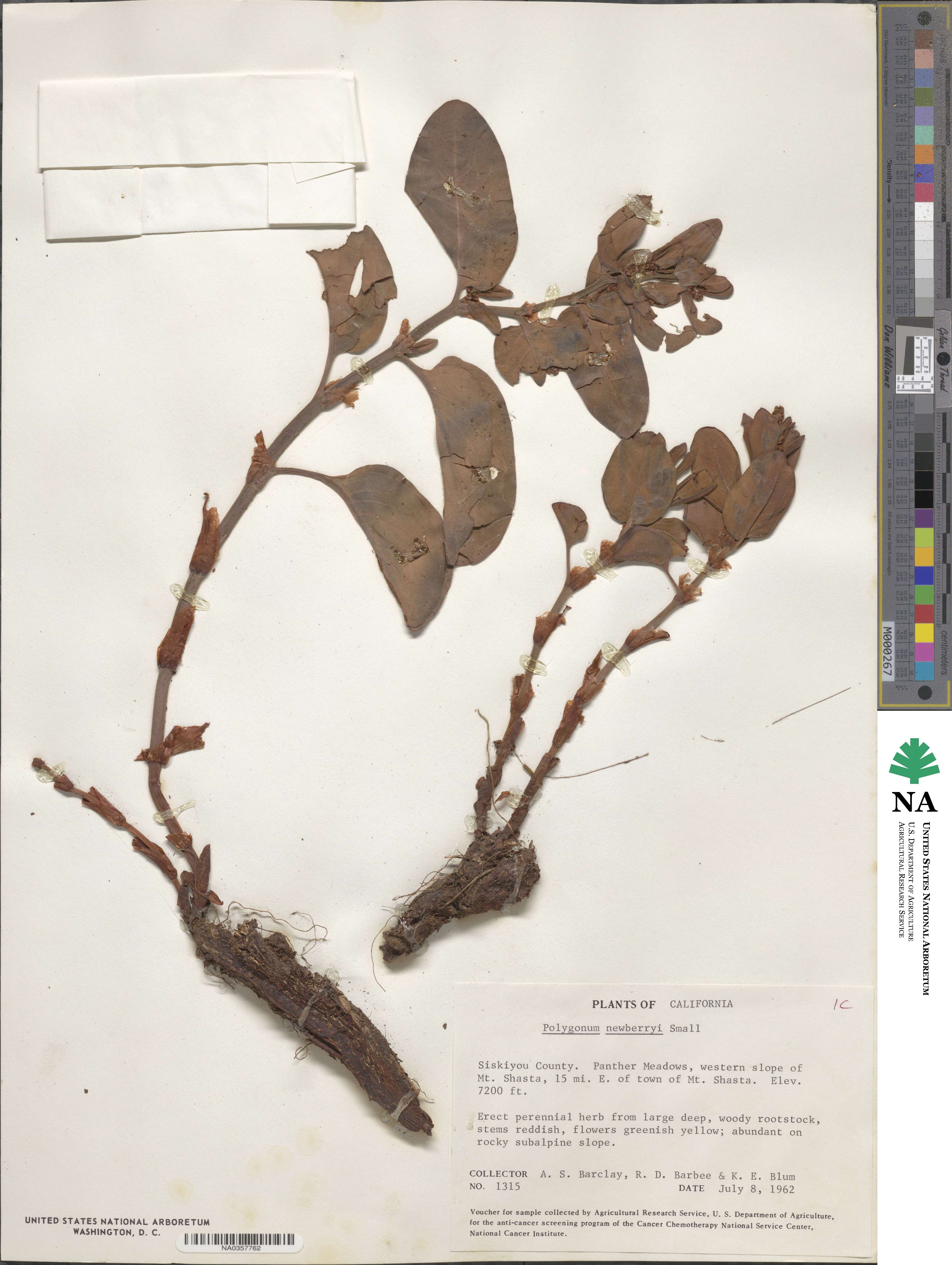 Koenigia davisiae image