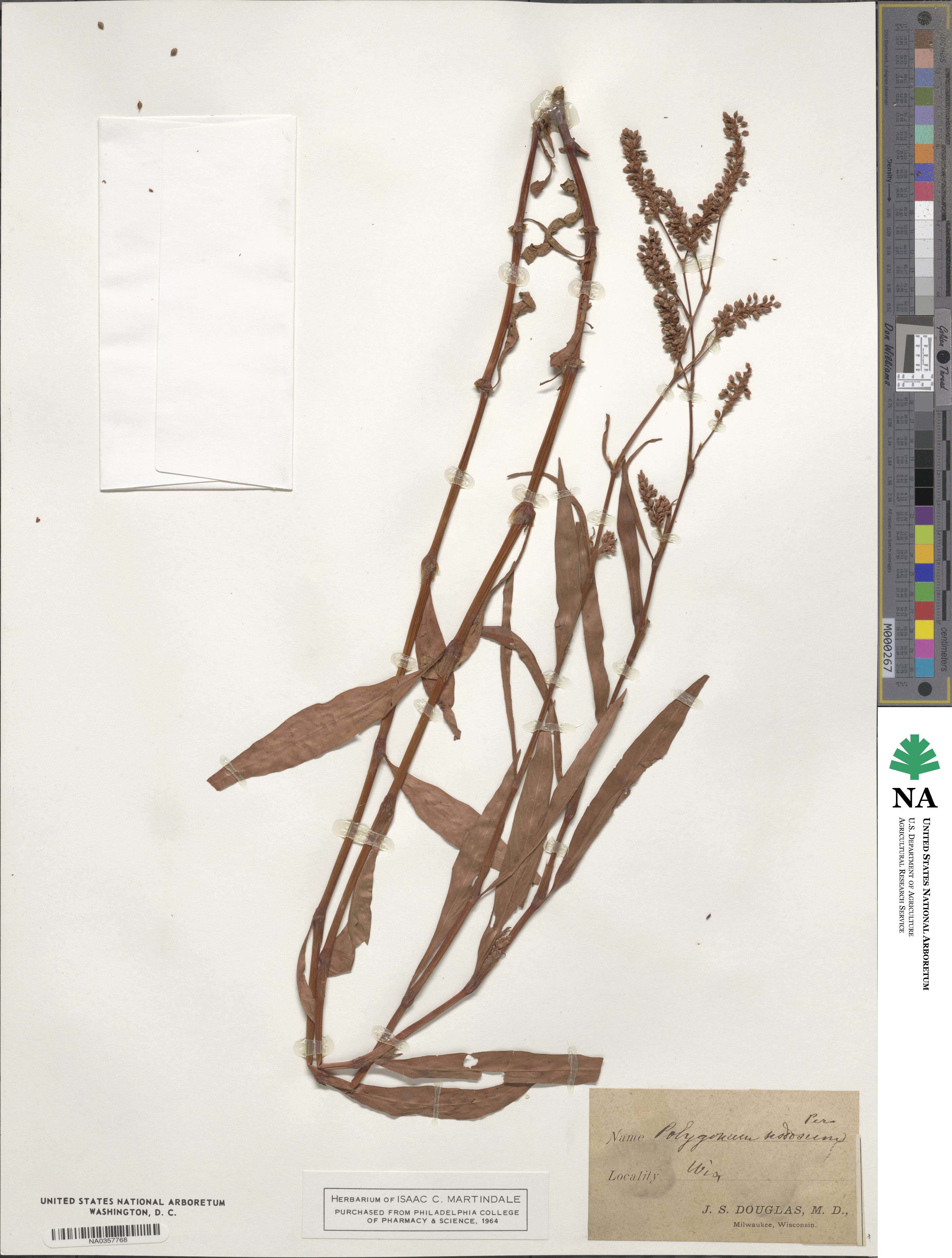 Persicaria lapathifolia subsp. lapathifolia image