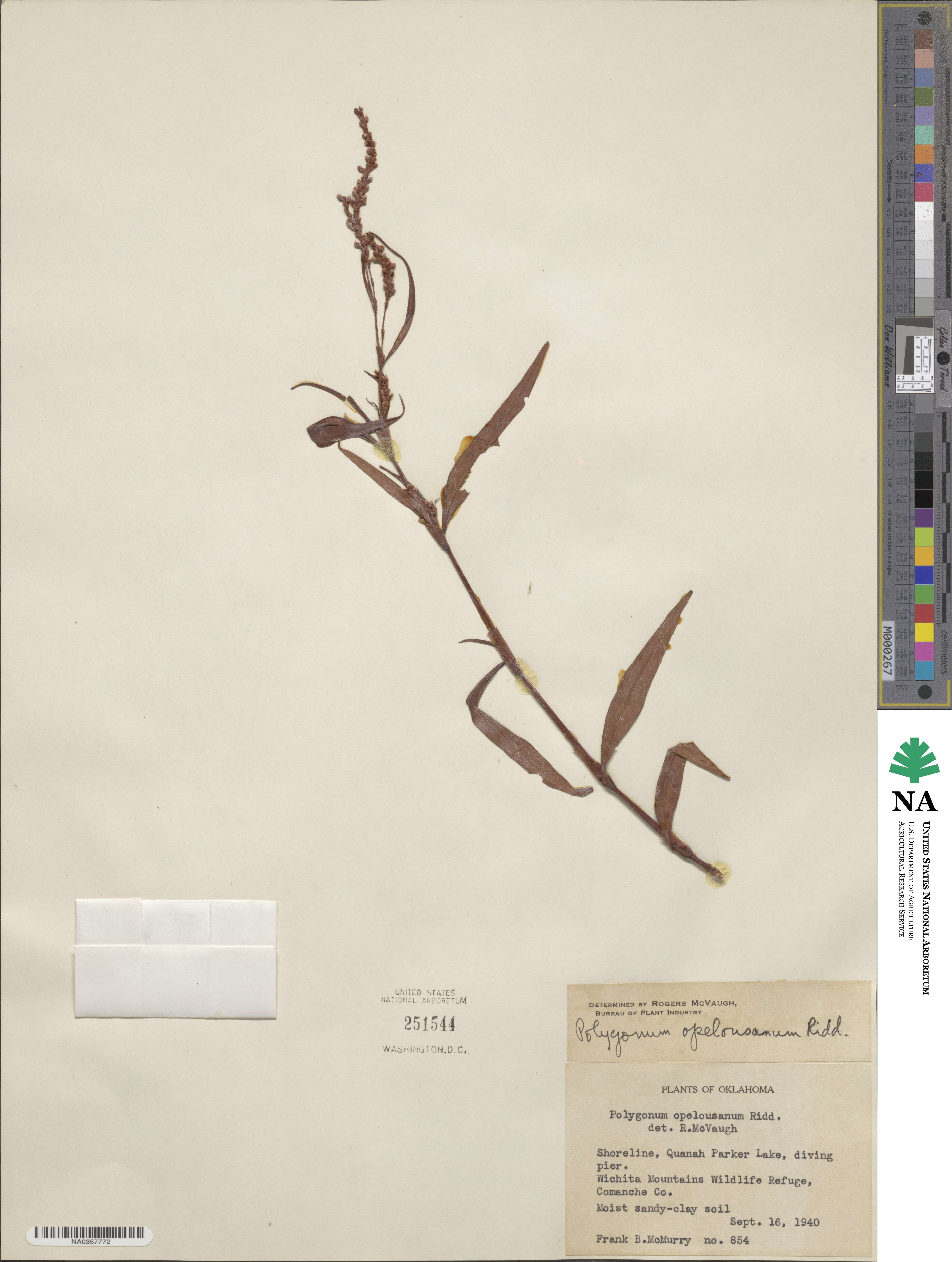 Persicaria hydropiperoides image