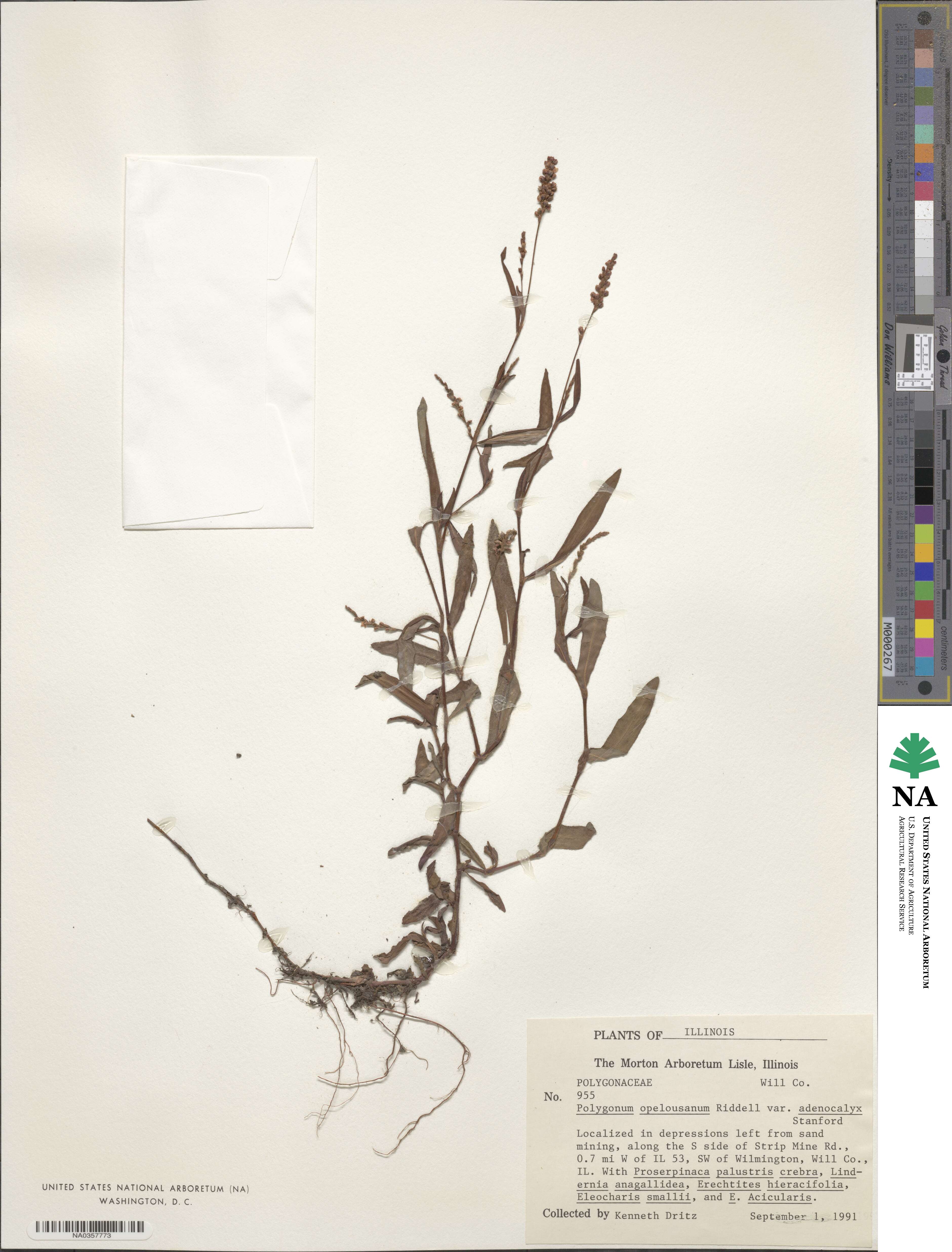 Persicaria hydropiperoides image