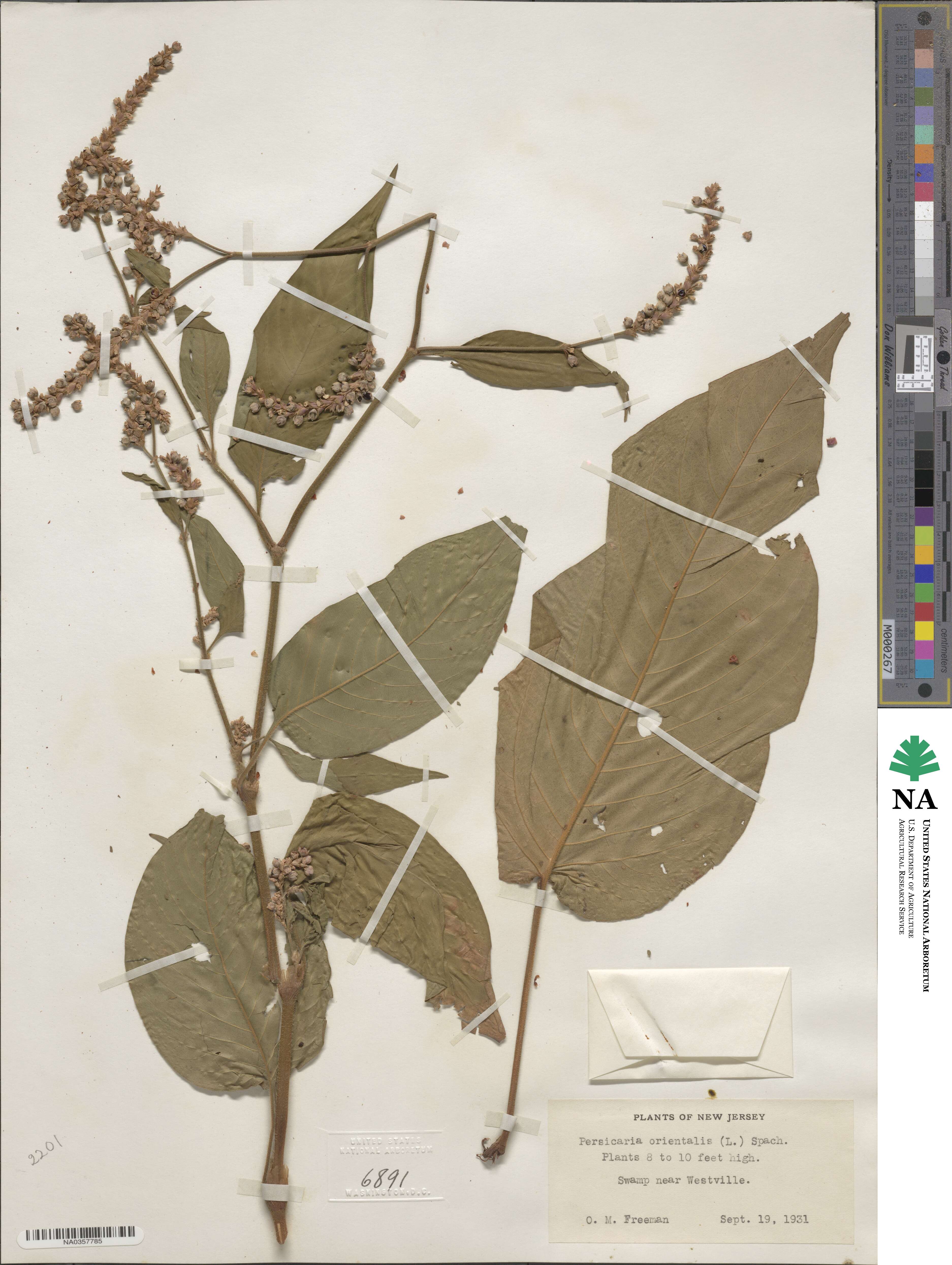 Persicaria orientalis image