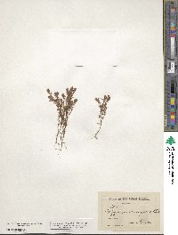 Polygonum paronychia image