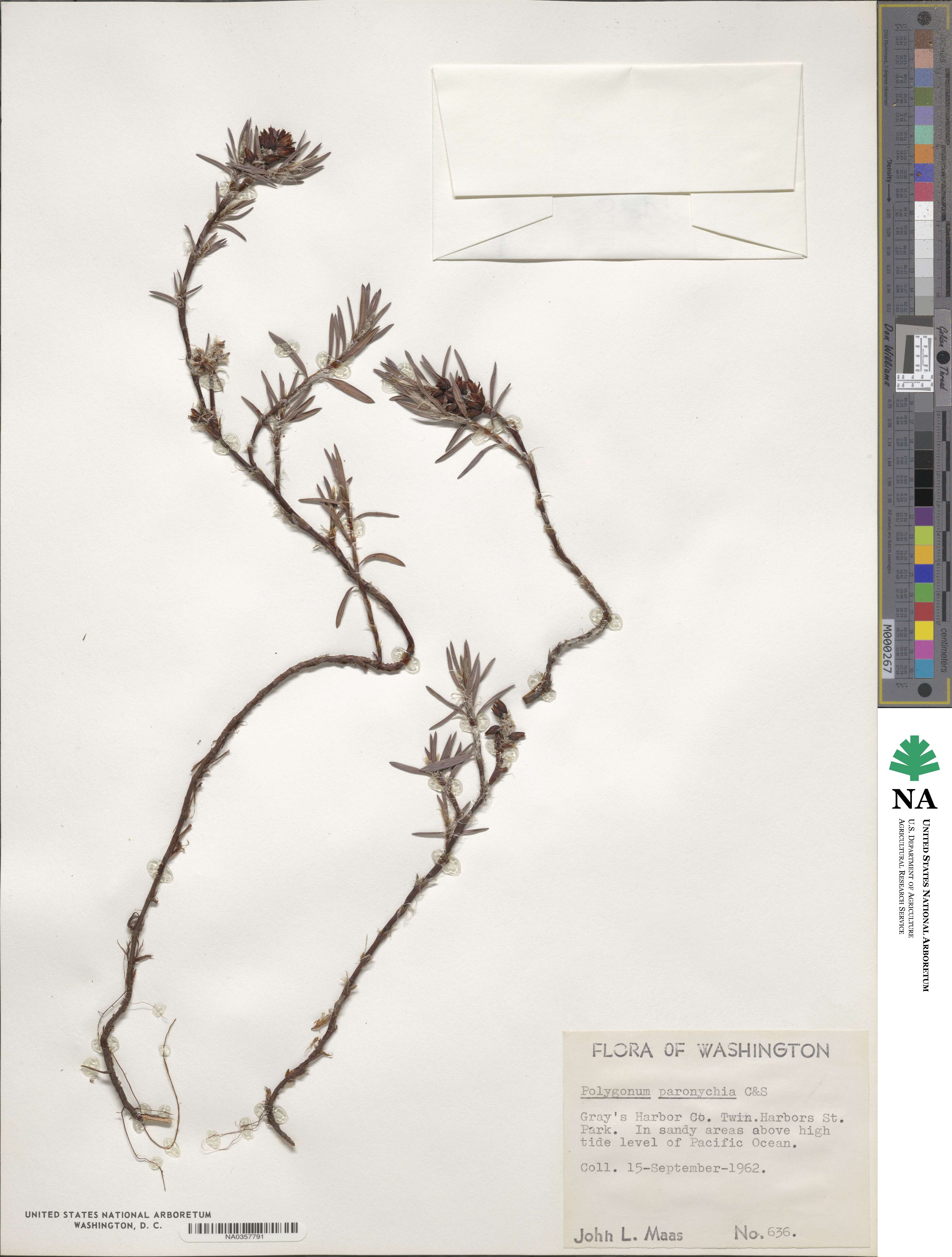 Polygonum paronychia image