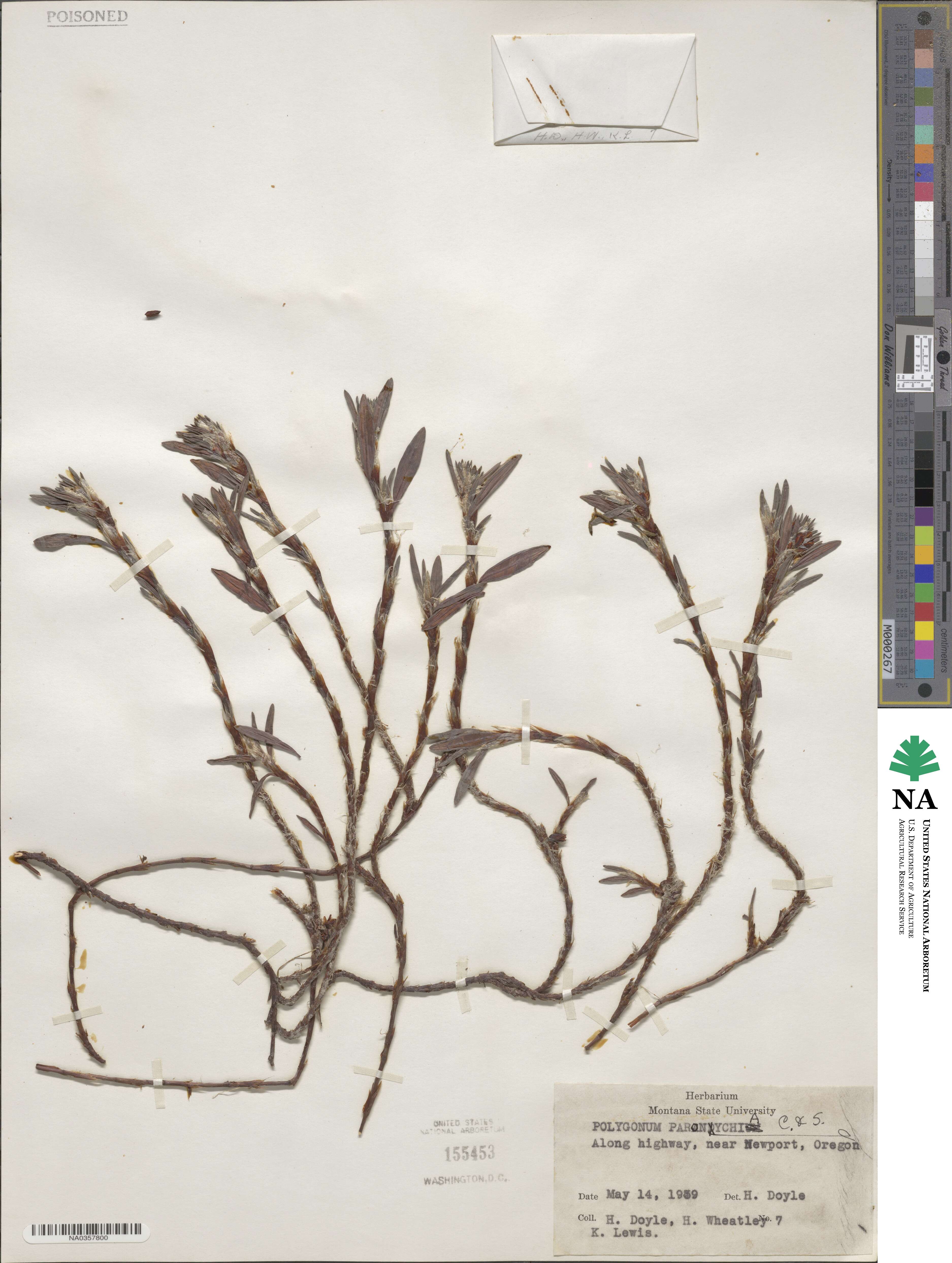 Polygonum paronychia image