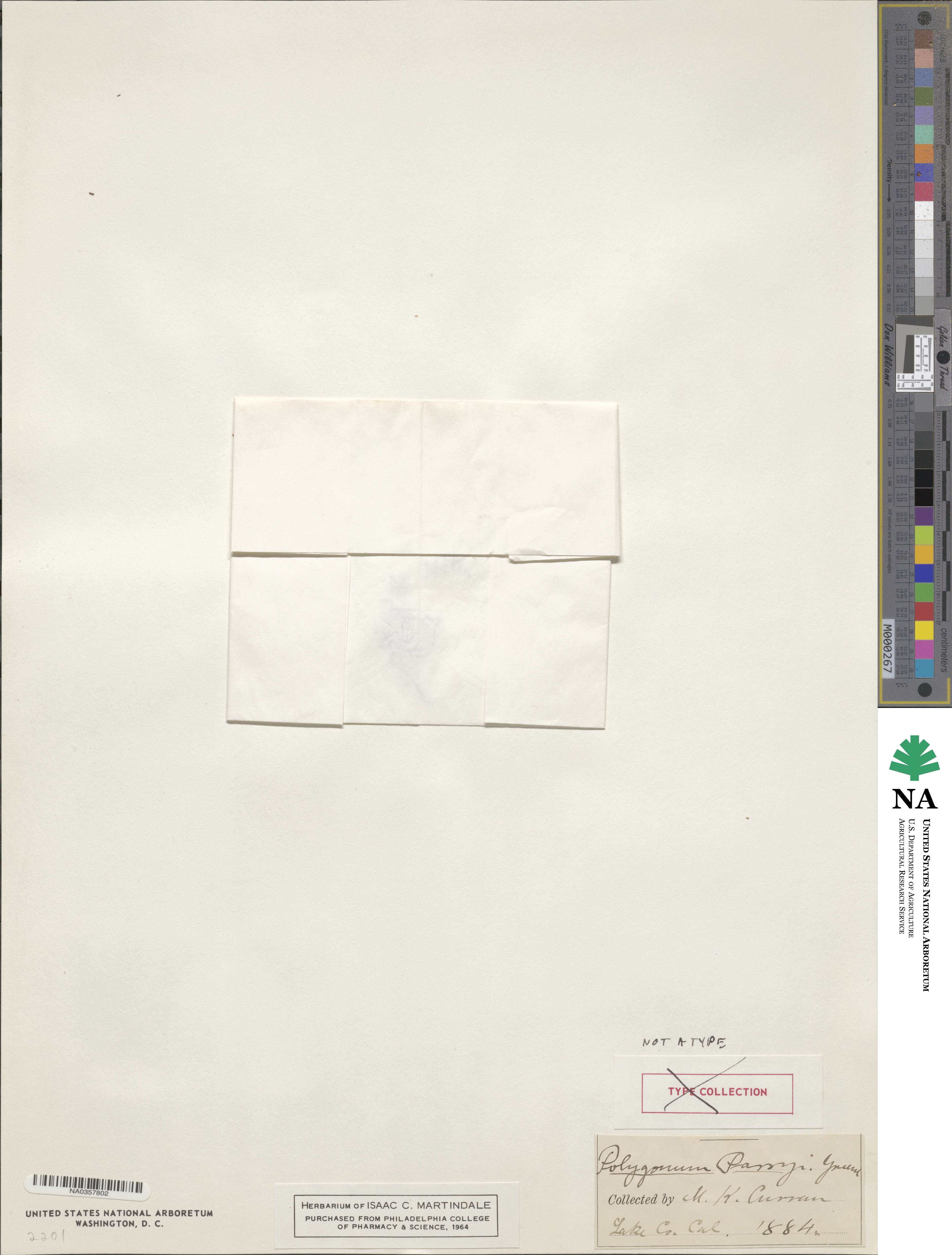 Polygonum parryi image
