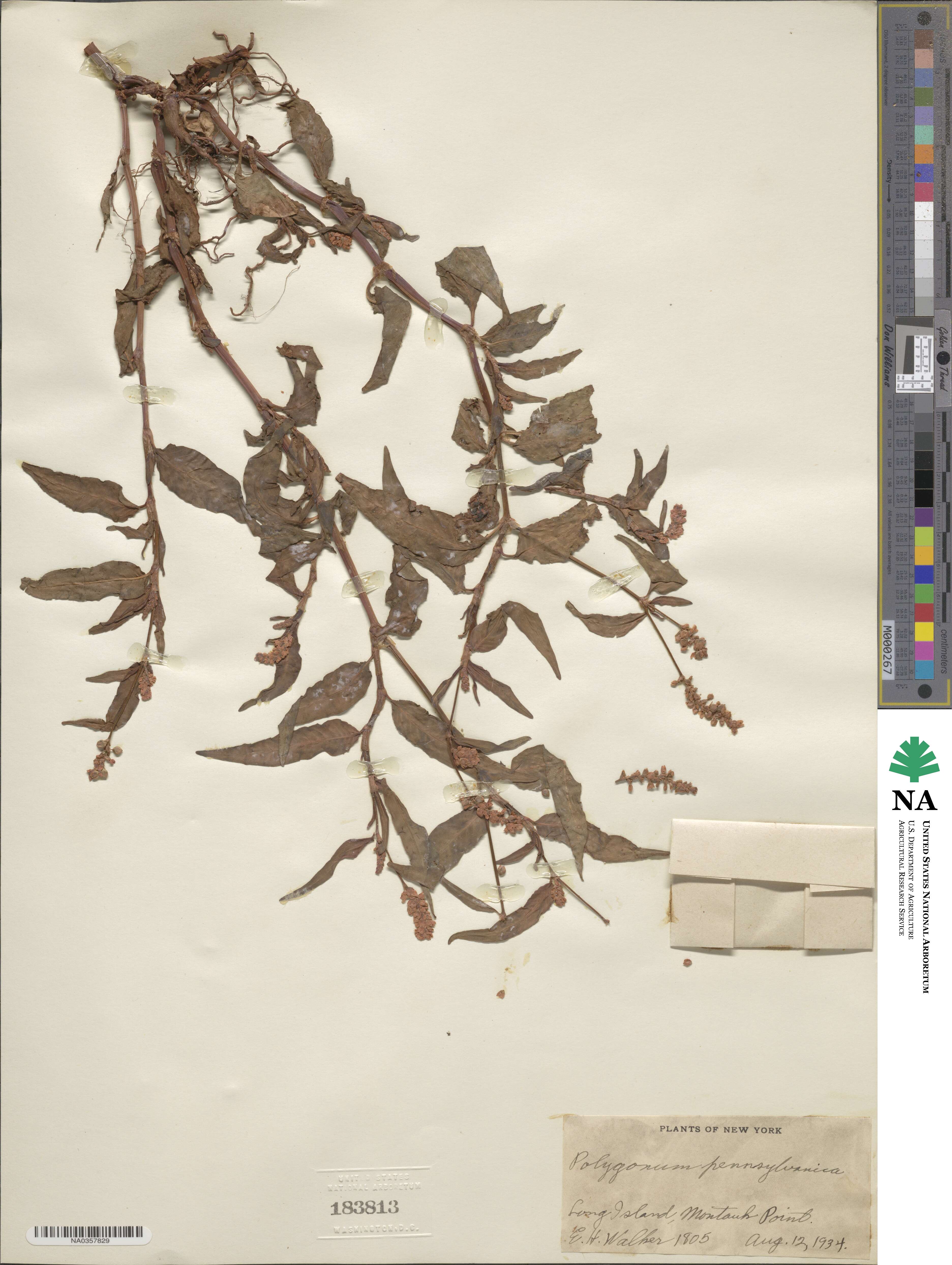 Persicaria pensylvanica image