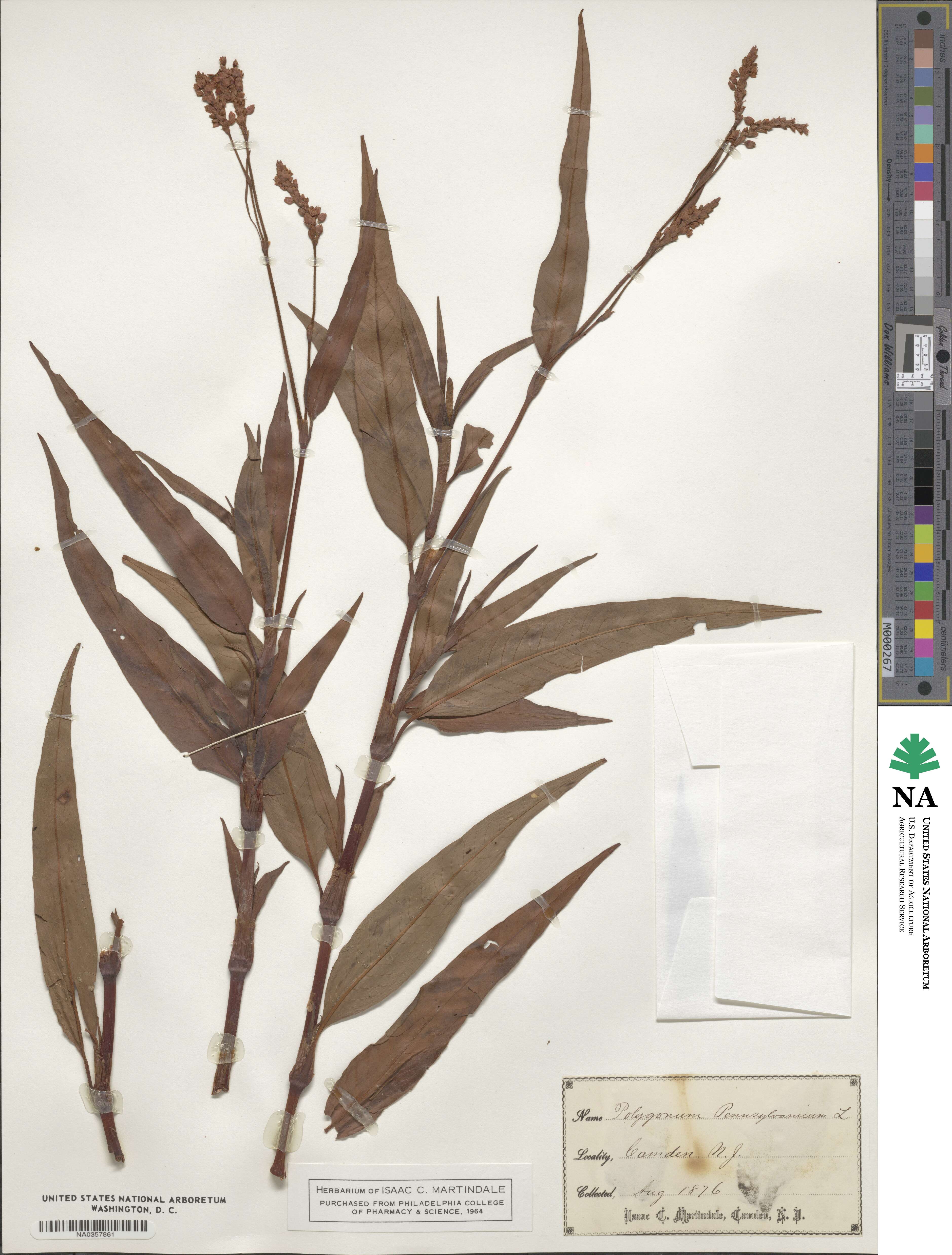 Persicaria pensylvanica image