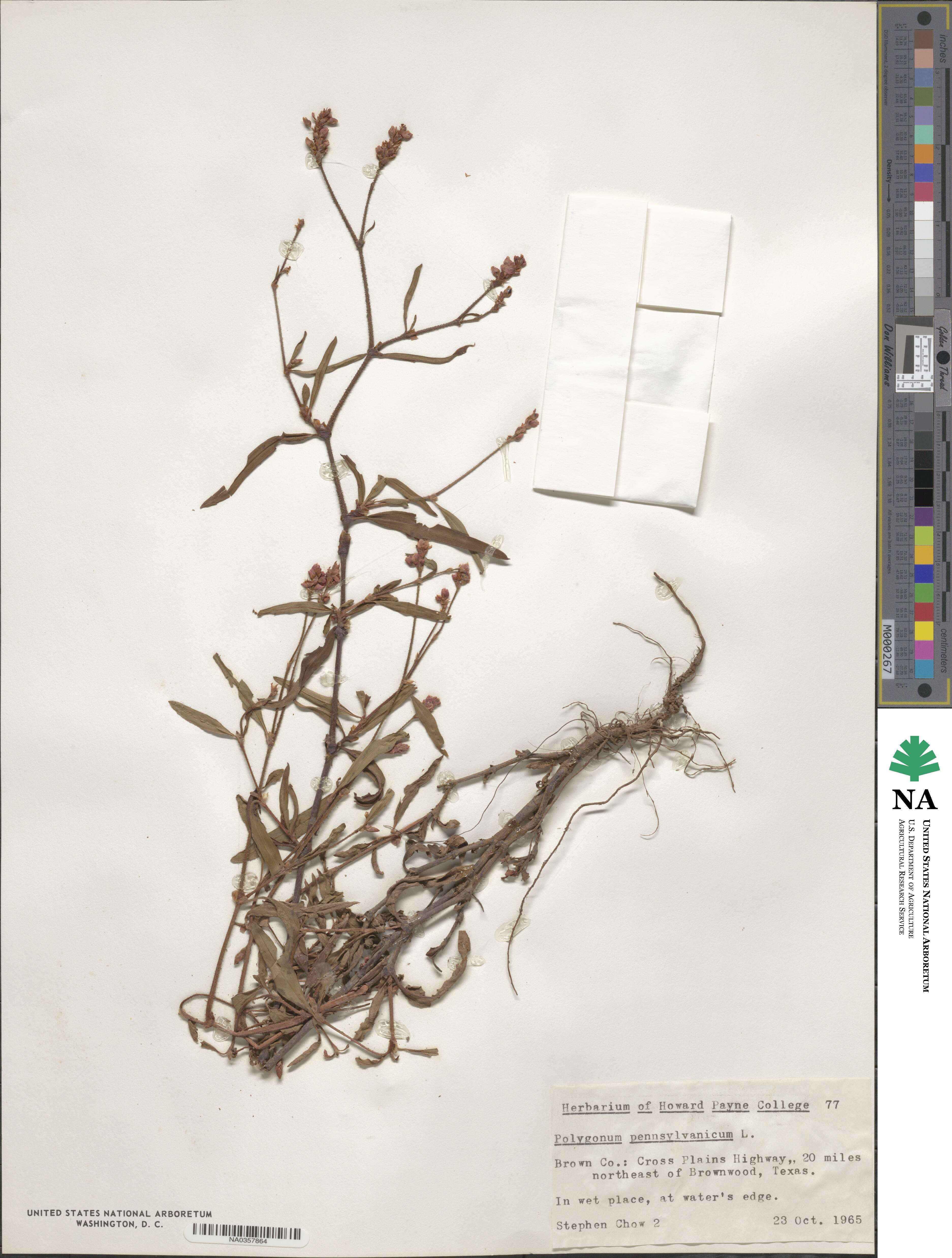 Persicaria pensylvanica image