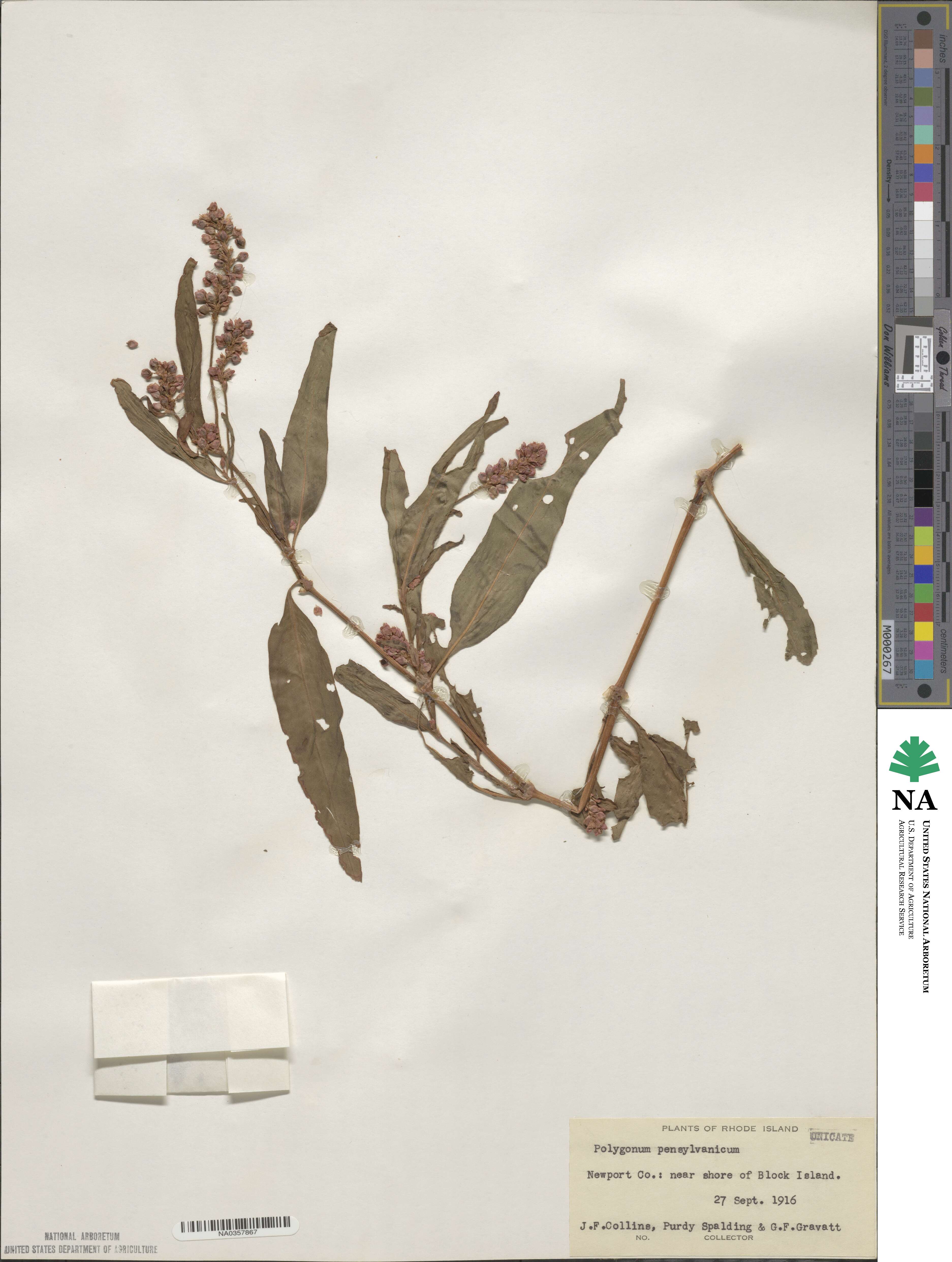 Persicaria pensylvanica image