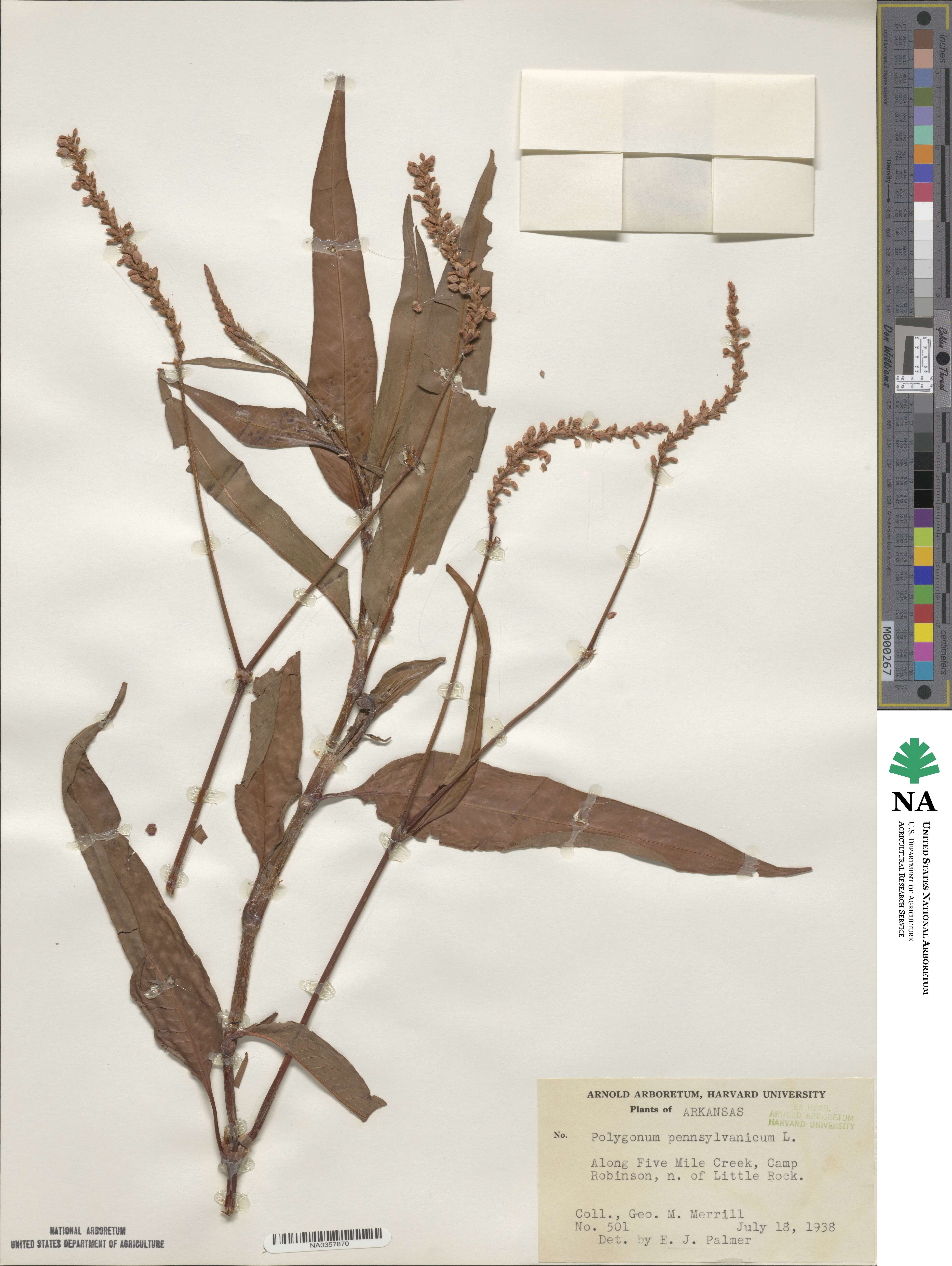 Persicaria pensylvanica image