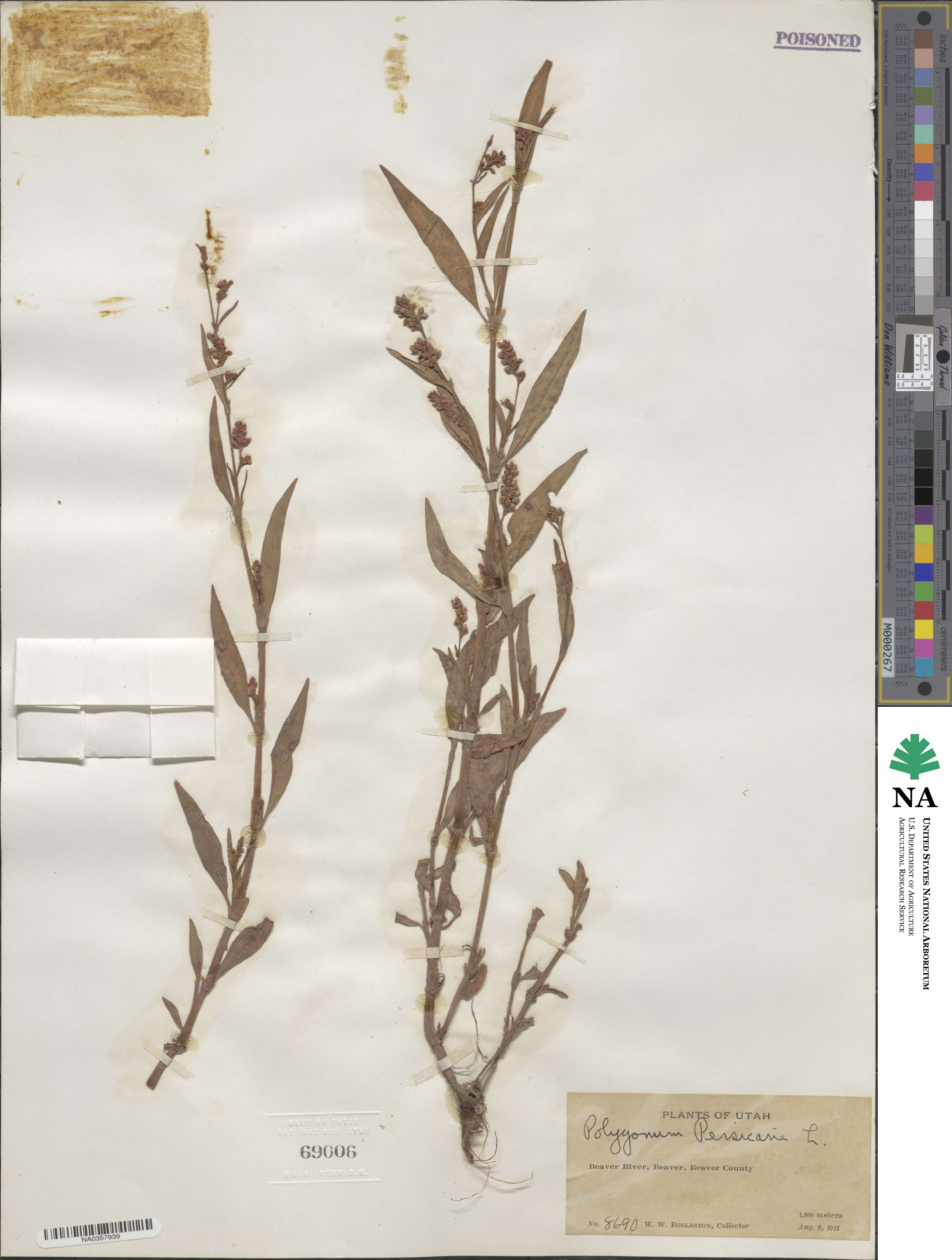 Polygonum persicaria image