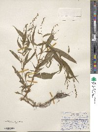 Polygonum punctatum image