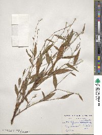 Polygonum punctatum image