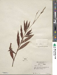 Polygonum punctatum image