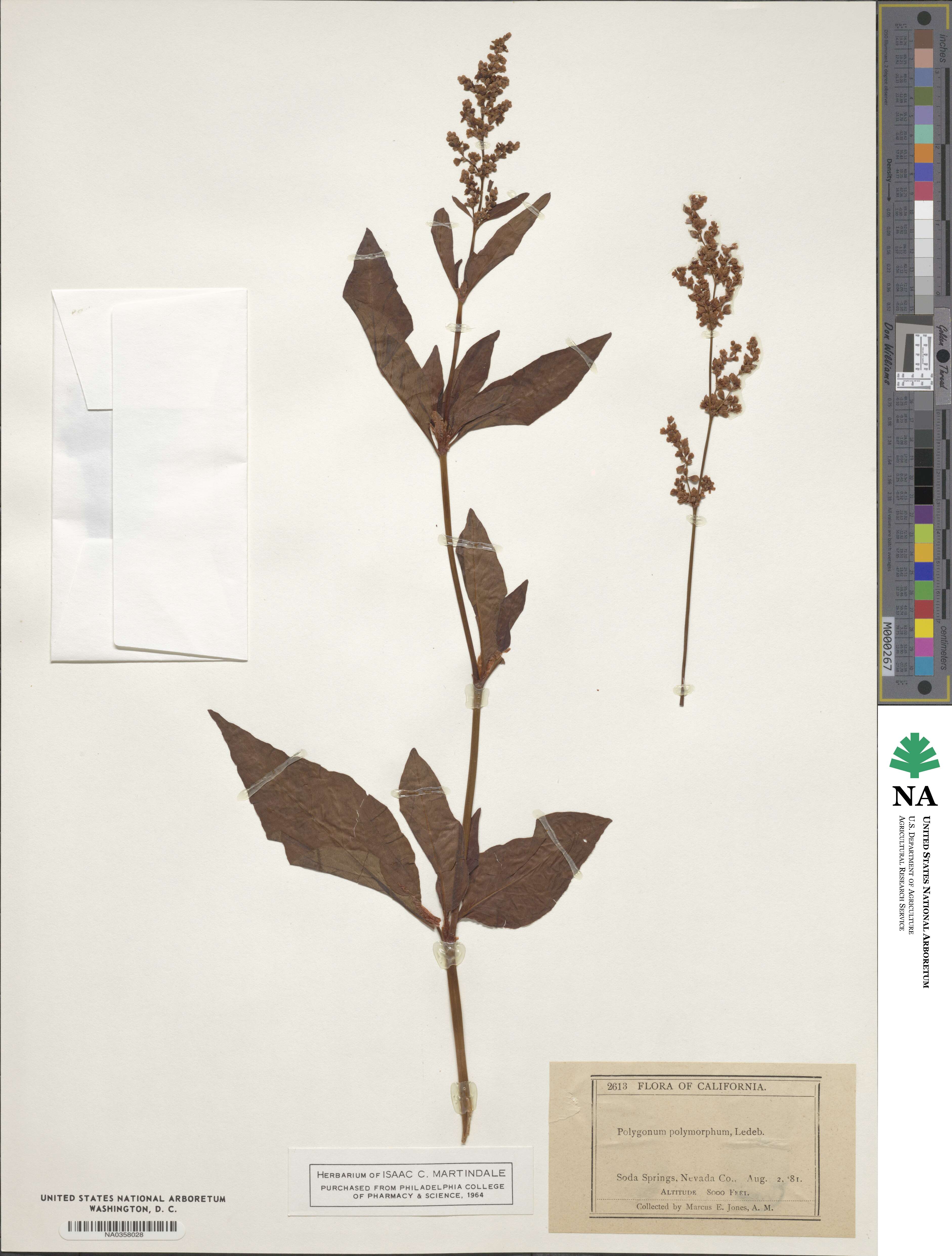 Koenigia alpina image