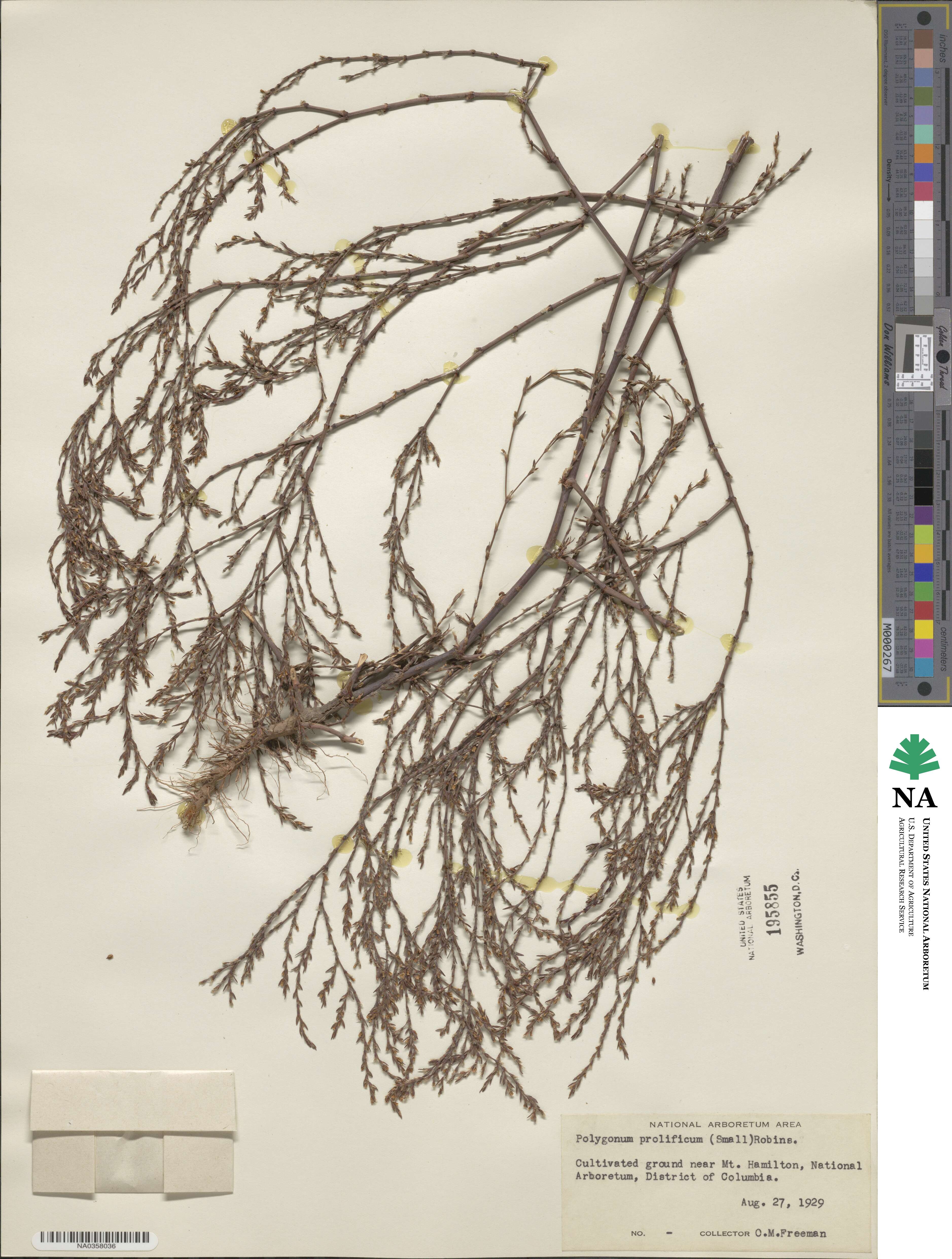 Polygonum ramosissimum subsp. prolificum image