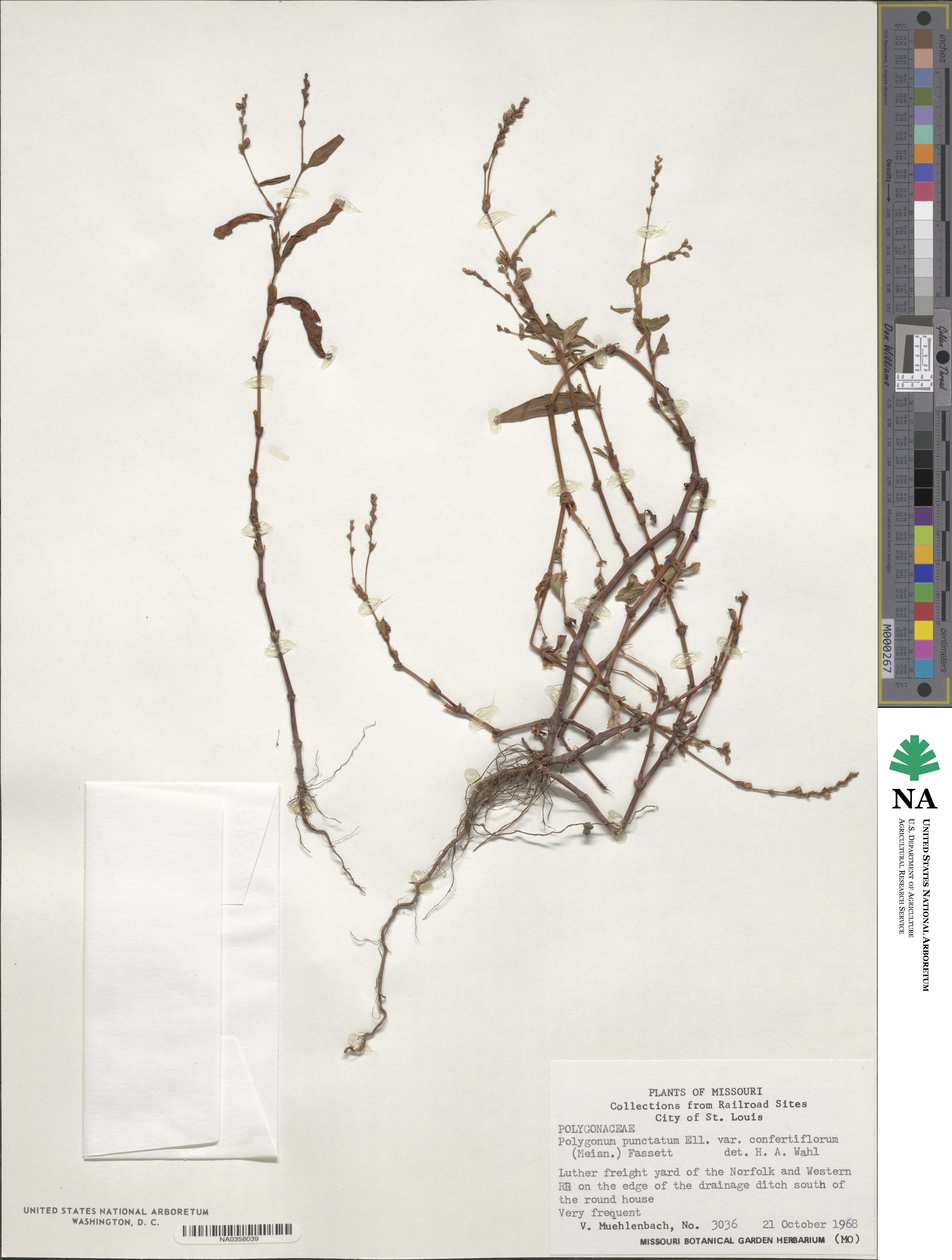 Polygonum polygaloides subsp. confertiflorum image