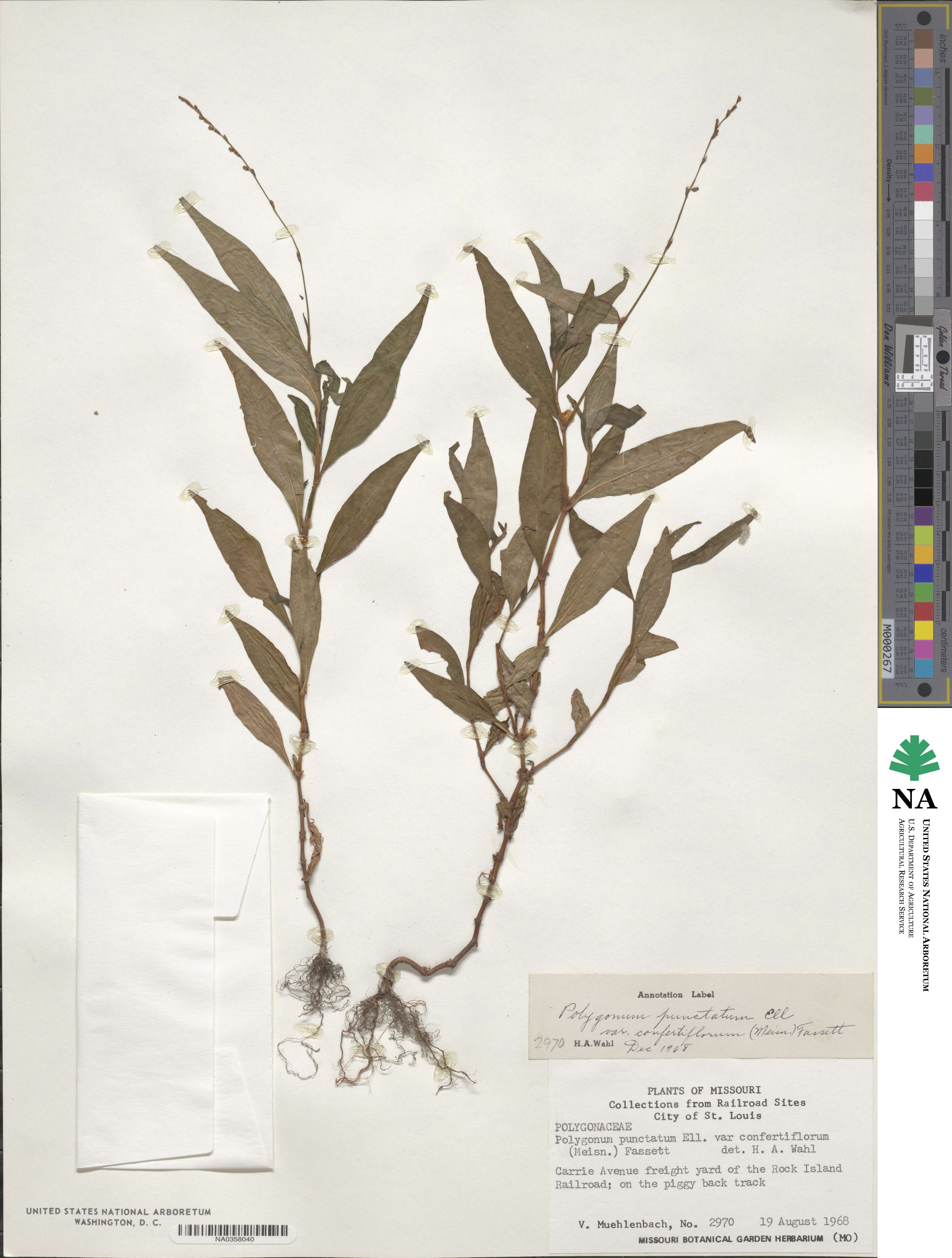 Polygonum polygaloides image