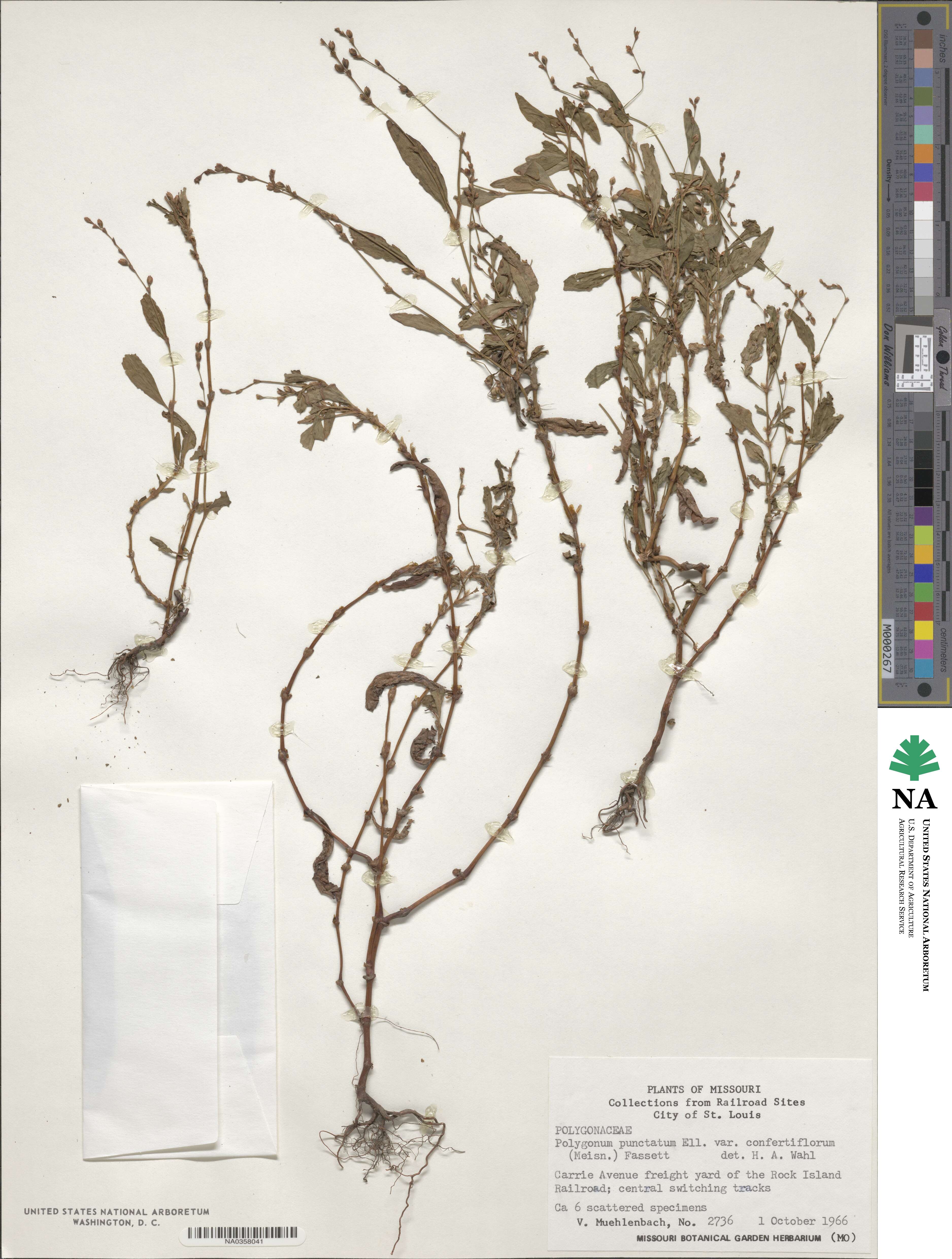 Polygonum polygaloides subsp. confertiflorum image