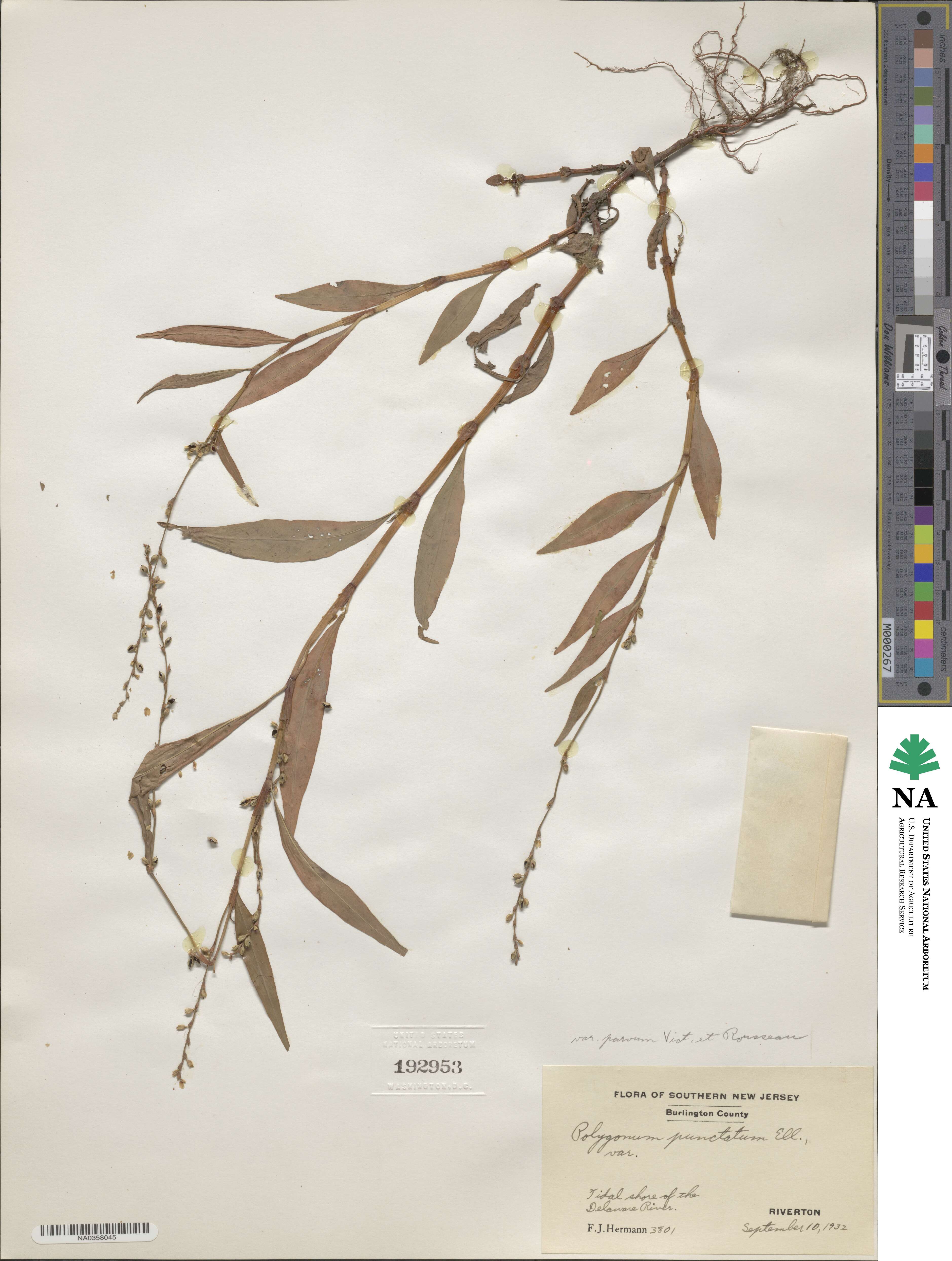 Persicaria punctata image