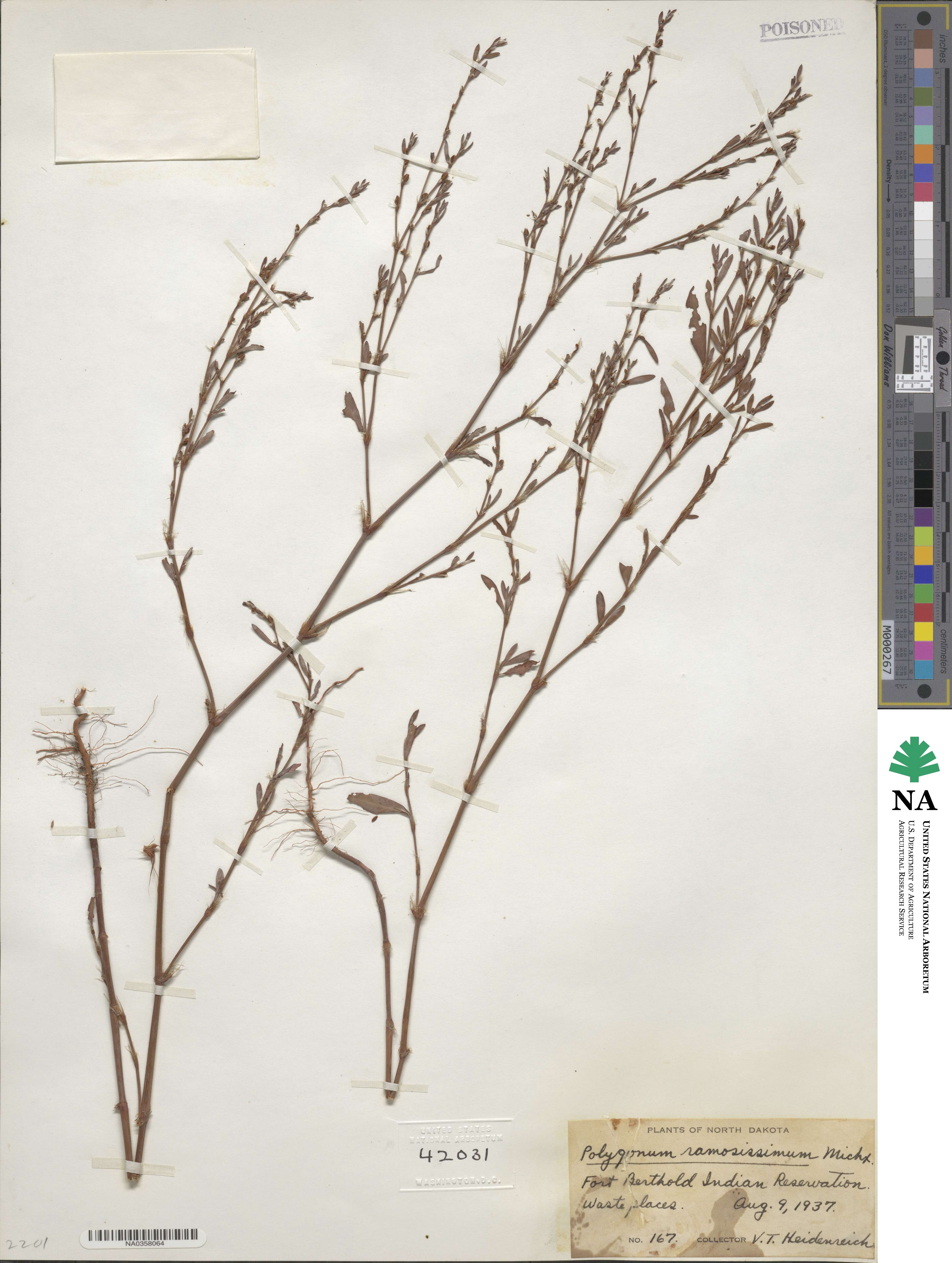 Polygonum ramosissimum image