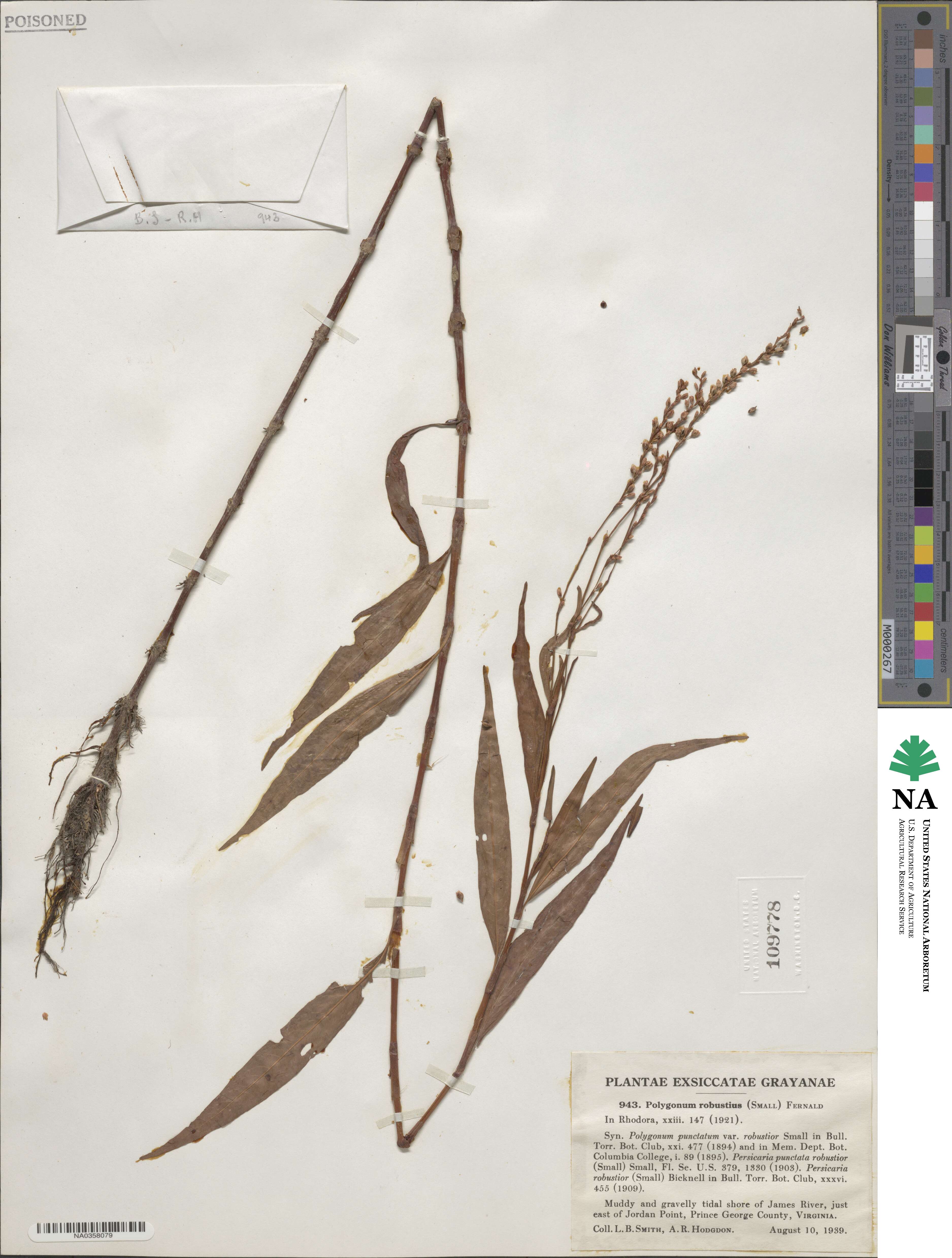 Polygonum robustius image