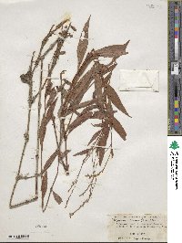 Polygonum robustius image