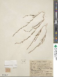 Polygonum sawatchense image