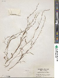 Polygonum sawatchense image