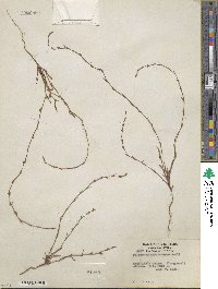 Polygonum sawatchense image