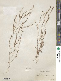 Polygonum sawatchense image