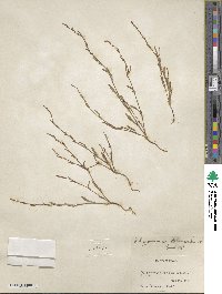 Polygonum sawatchense image