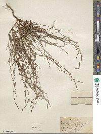 Polygonum sawatchense image