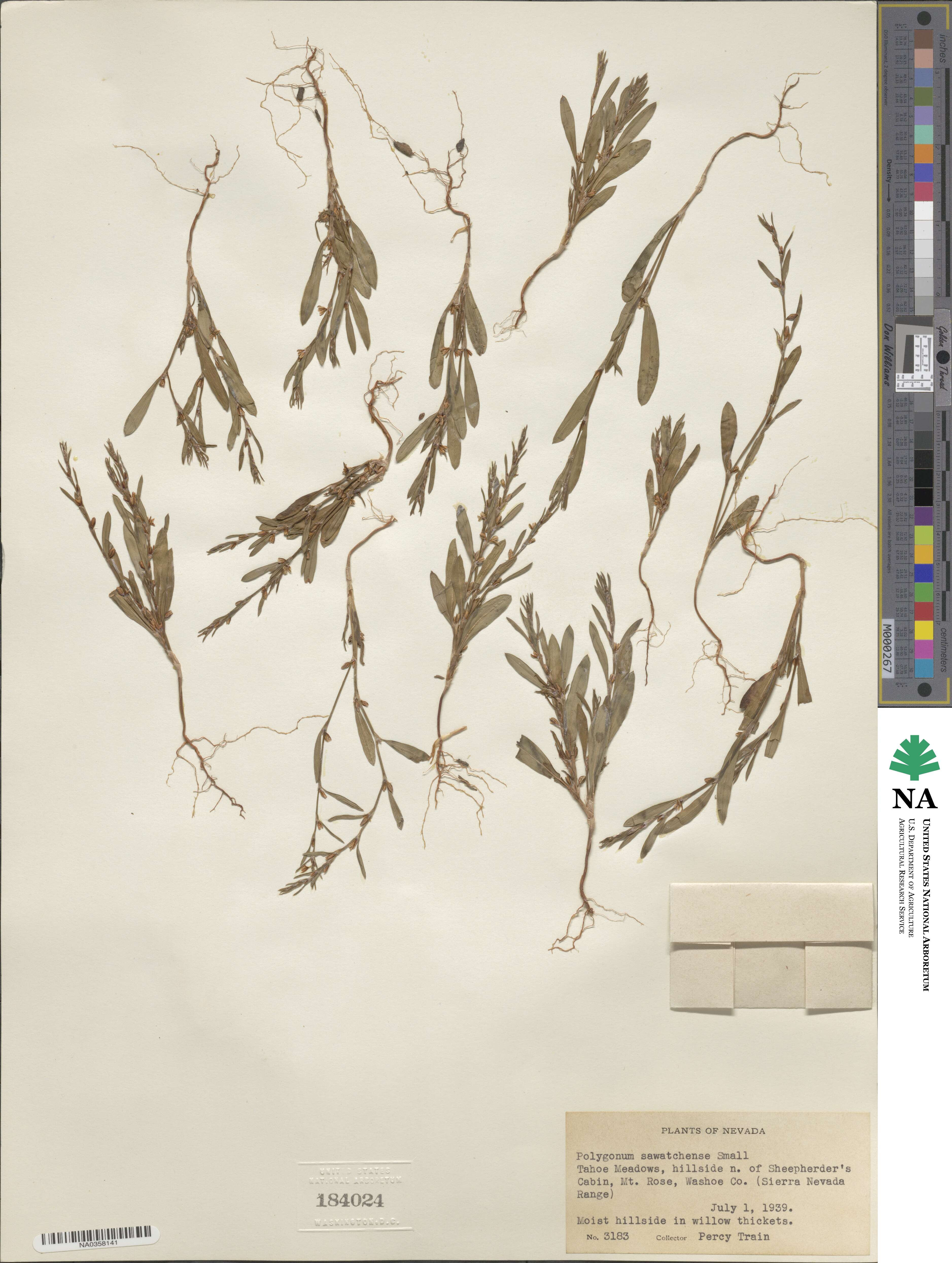 Polygonum sawatchense image