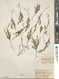 Polygonum sawatchense image