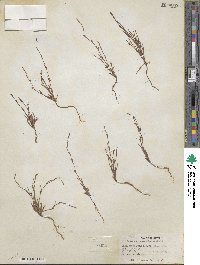 Polygonum sawatchense image