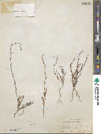 Polygonum sawatchense image