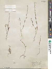 Polygonum sawatchense image