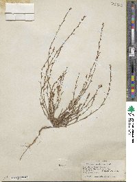Polygonum sawatchense image