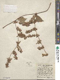 Fallopia scandens image