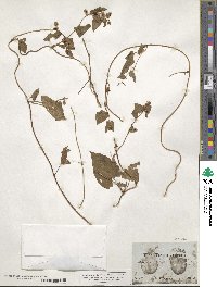 Fallopia scandens image