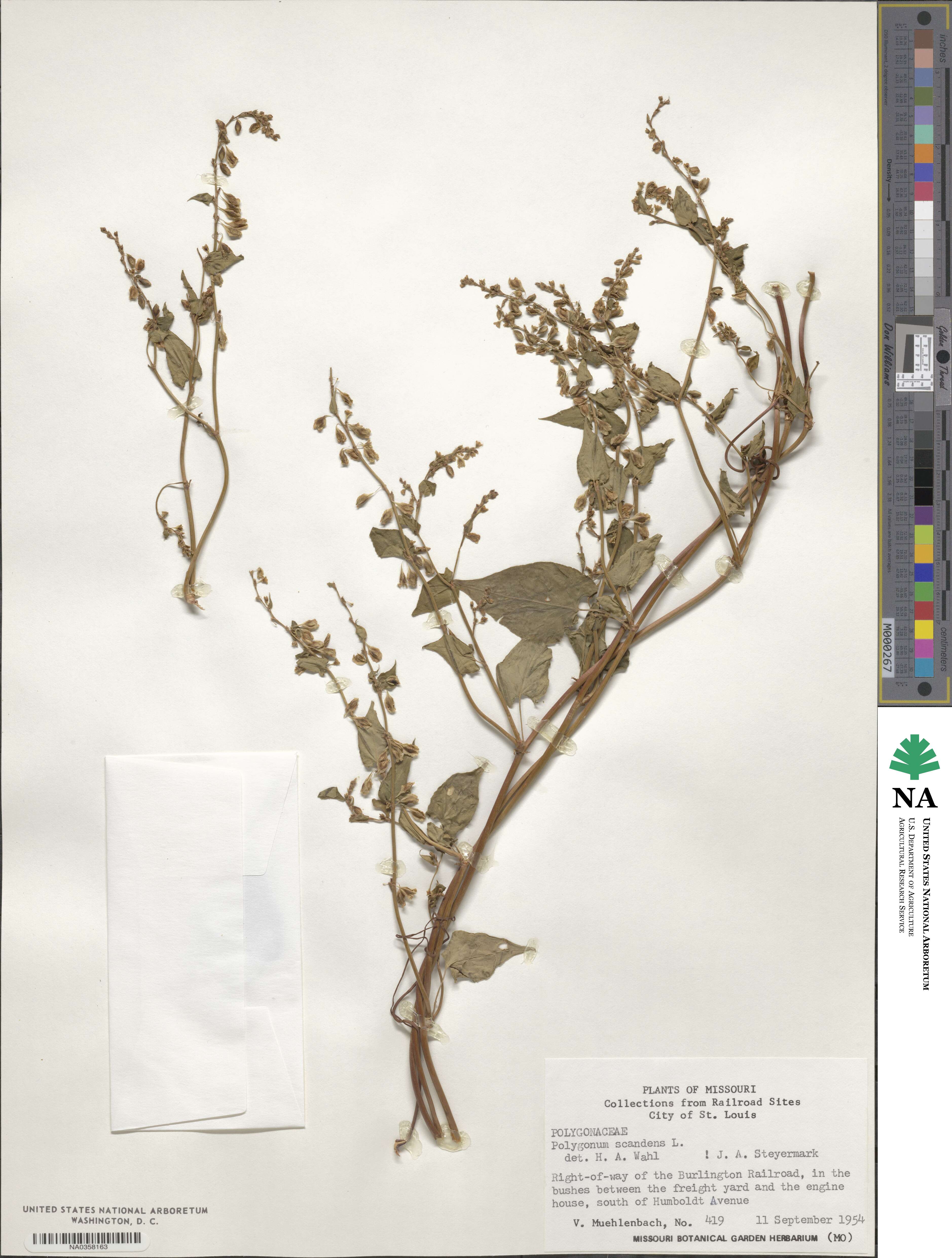 Fallopia scandens image