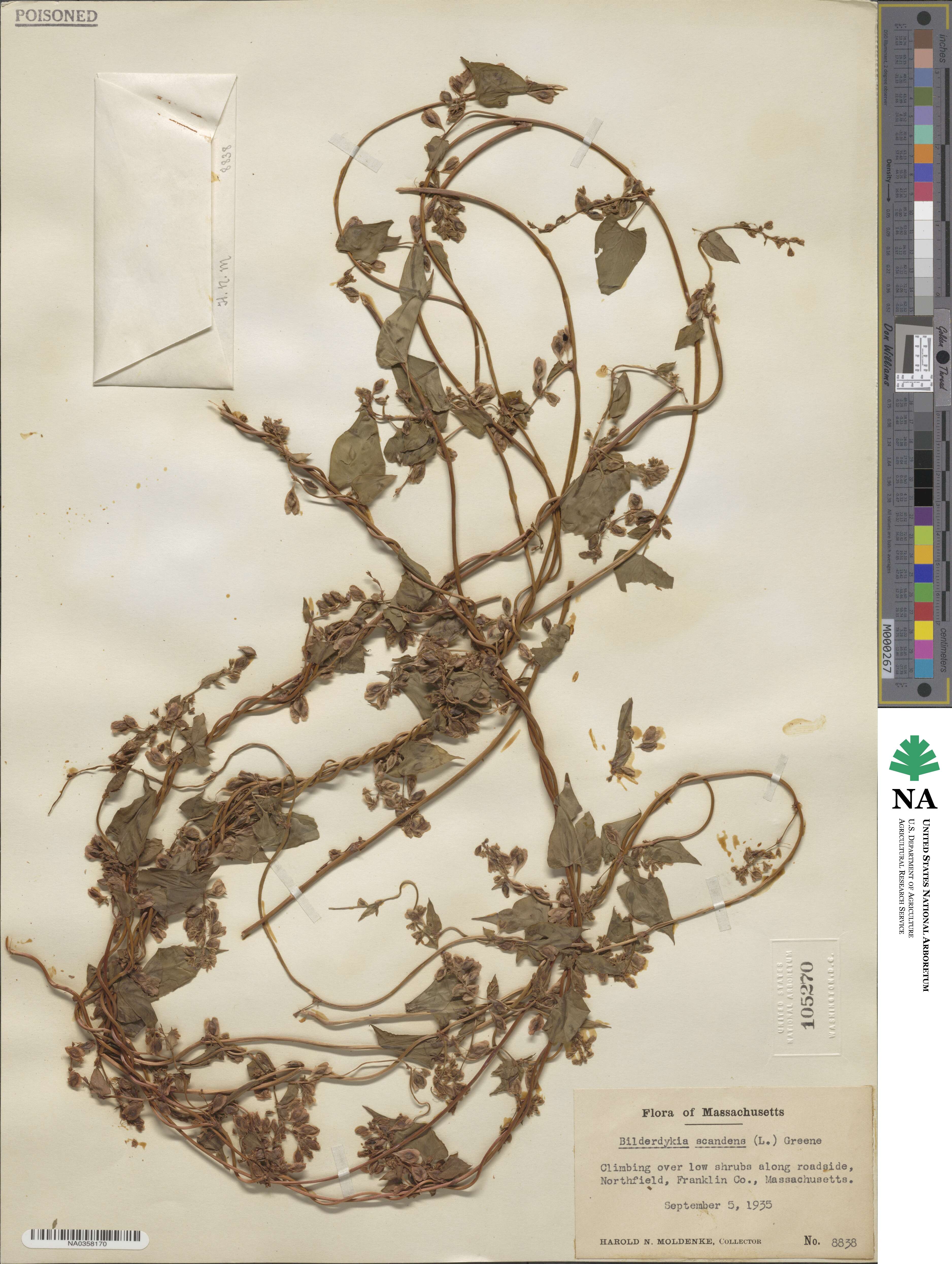 Fallopia image